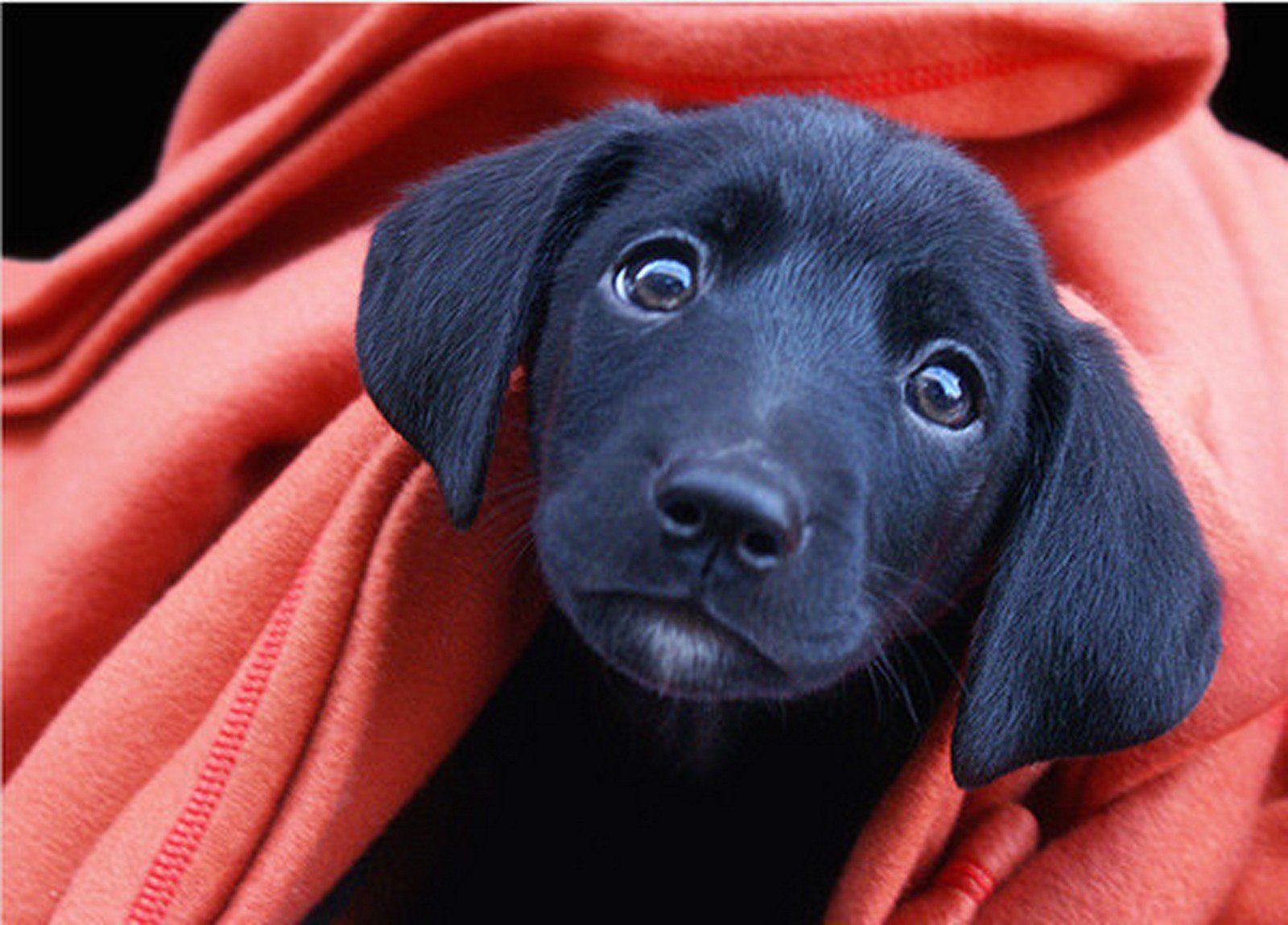 Black Lab Puppy Wallpapers - Wallpaper Cave