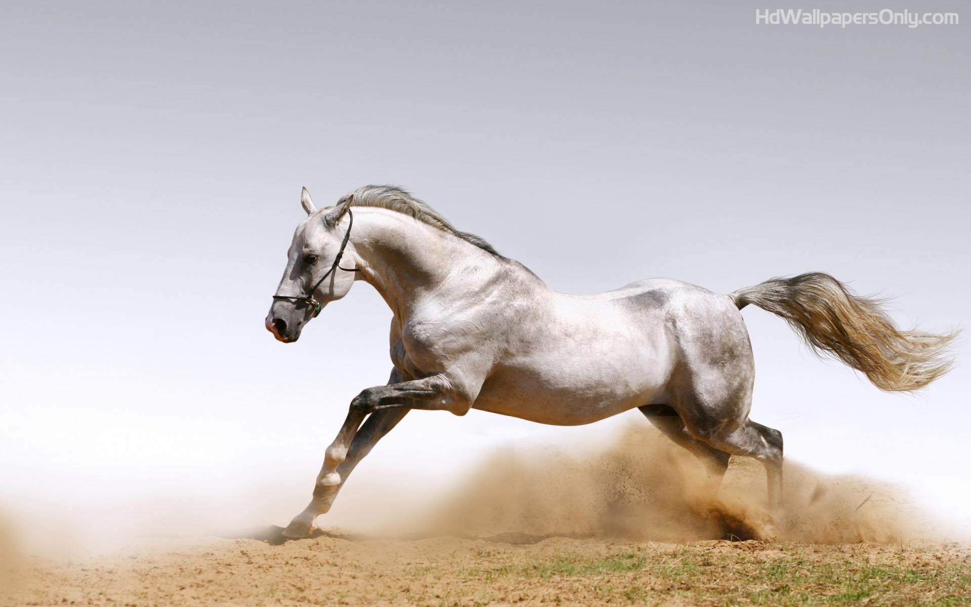 Wallpaper For > Beautiful Wallpaper Of Horses