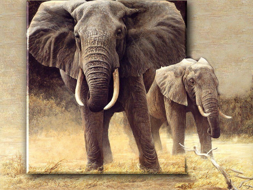Safari Wallpaper. HD Wallpaper Image