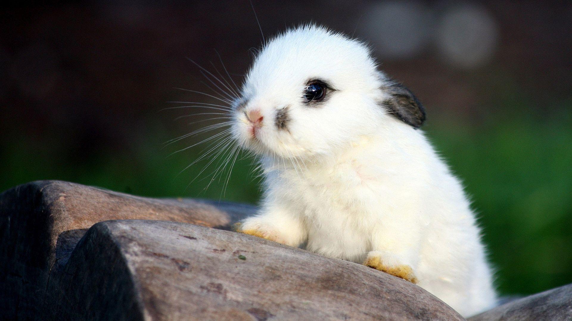 Bạn yêu thích các loài thỏ đáng yêu? Chúng tôi có một bức ảnh nền thỏ đáng yêu hoàn toàn miễn phí cho bạn. Hãy tải về và trang trí cho điện thoại của bạn ngay hôm nay – một niềm vui đơn giản và hiệu quả!