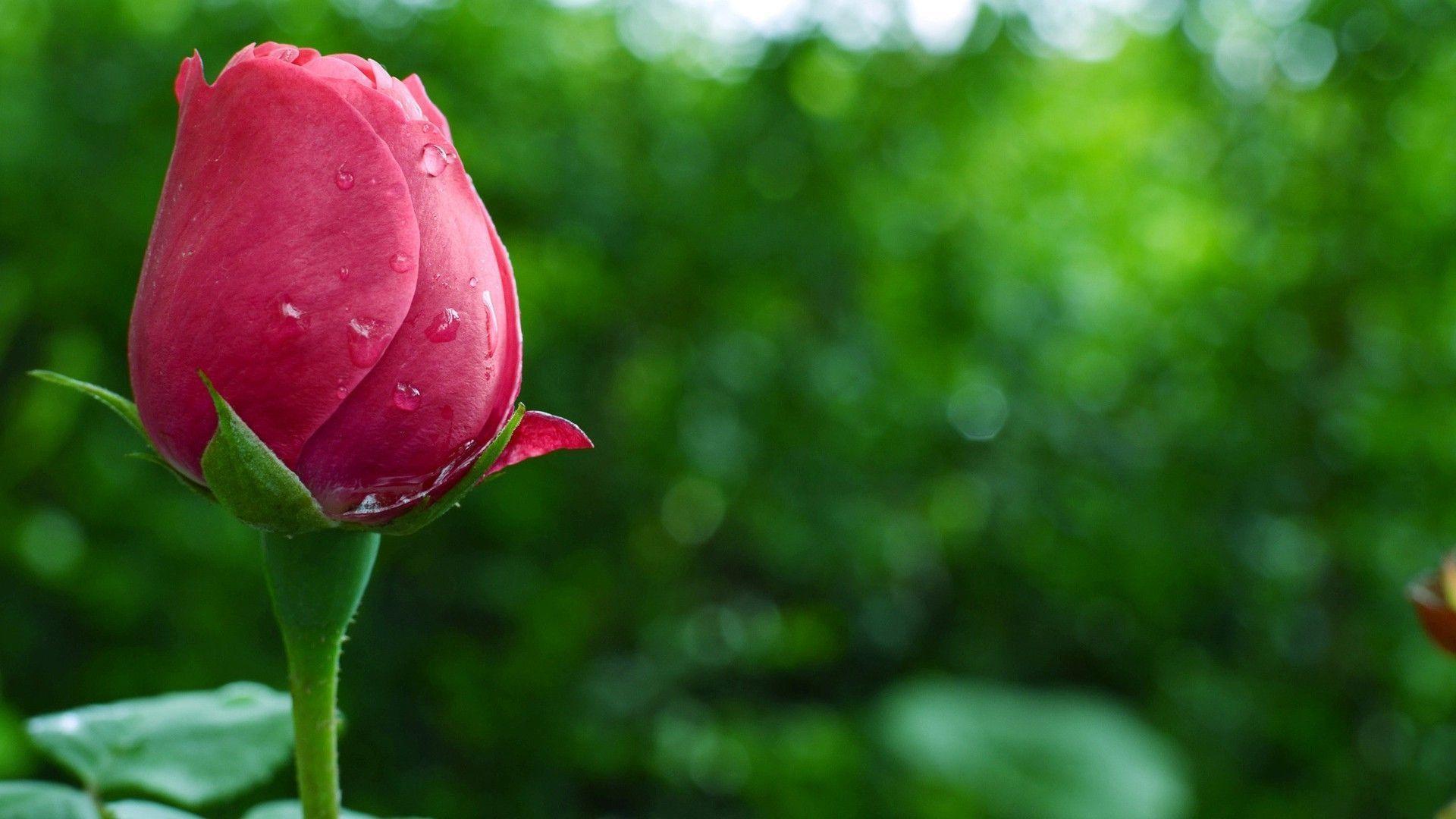 Pink Rose Flowers HD Wallpaper