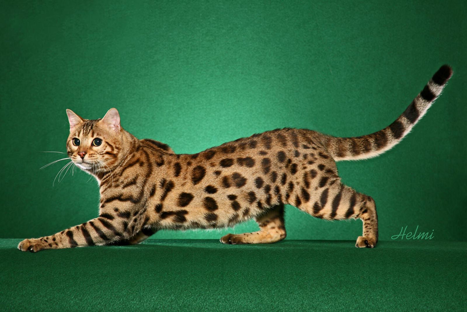 A selection of 7 Image of Bengal Cats in HD quality
