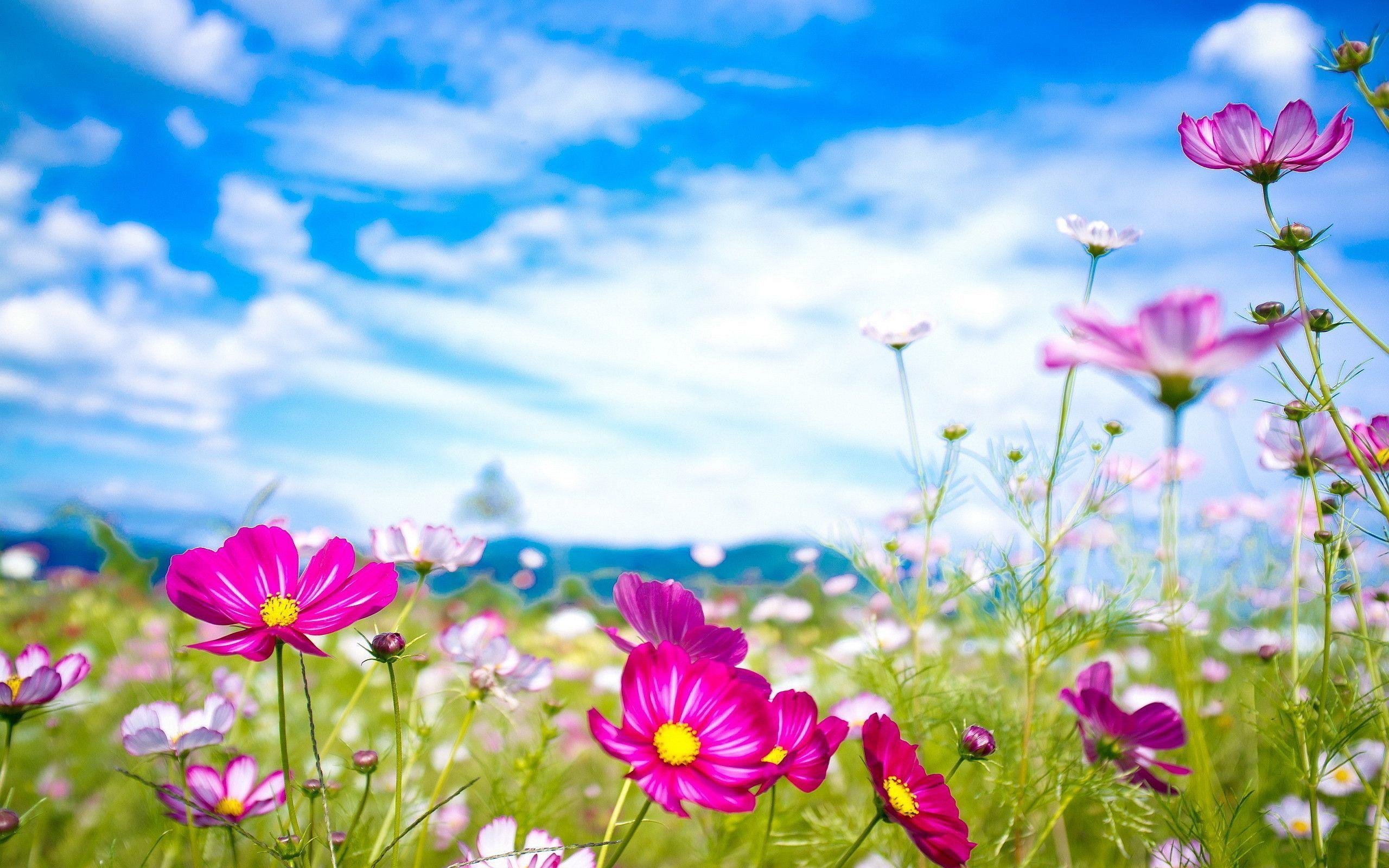 Wallpapers For > Pretty Summer Flower Backgrounds