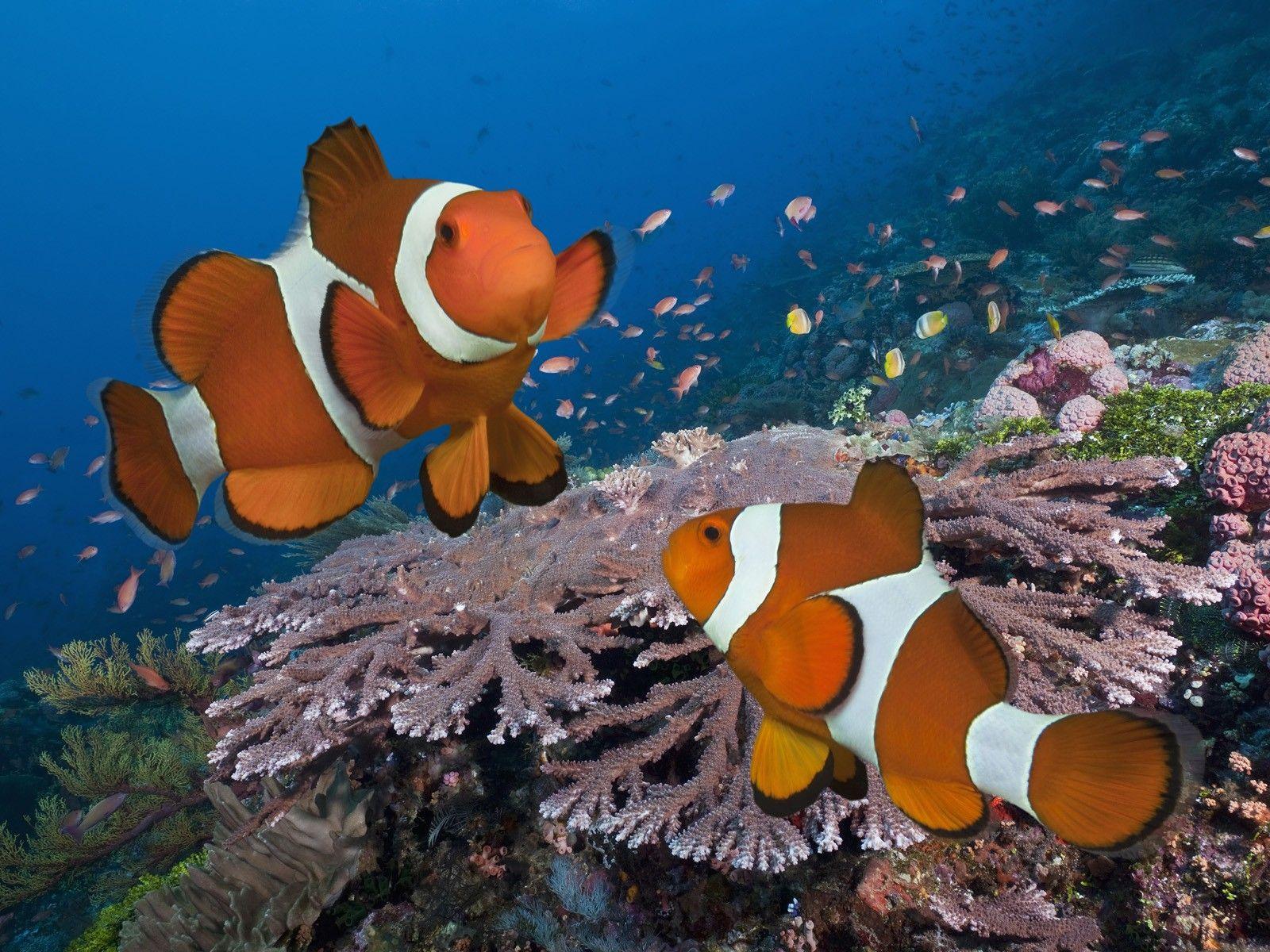 Animal Nature Clownfish