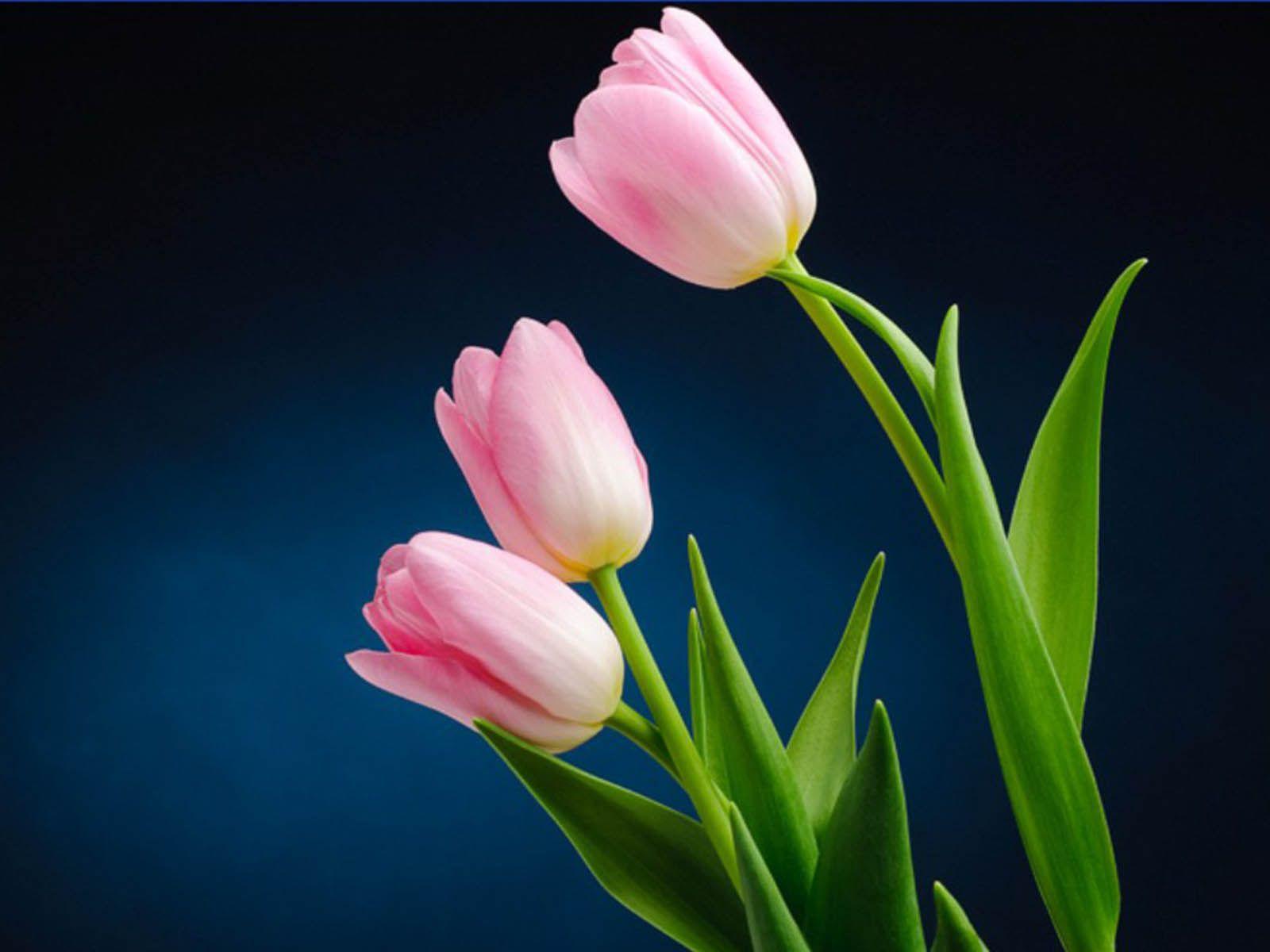 Pink Tulips Wallpapers Wallpaper Cave