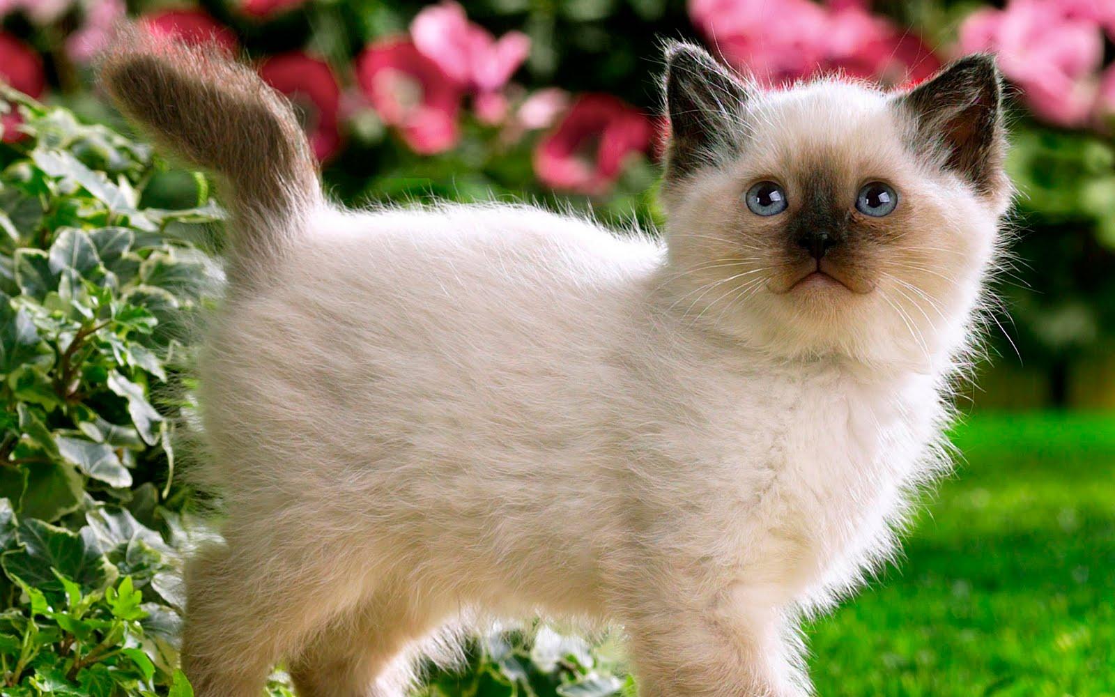 Siamese Cute Kitten Wallpaper HD Resolution