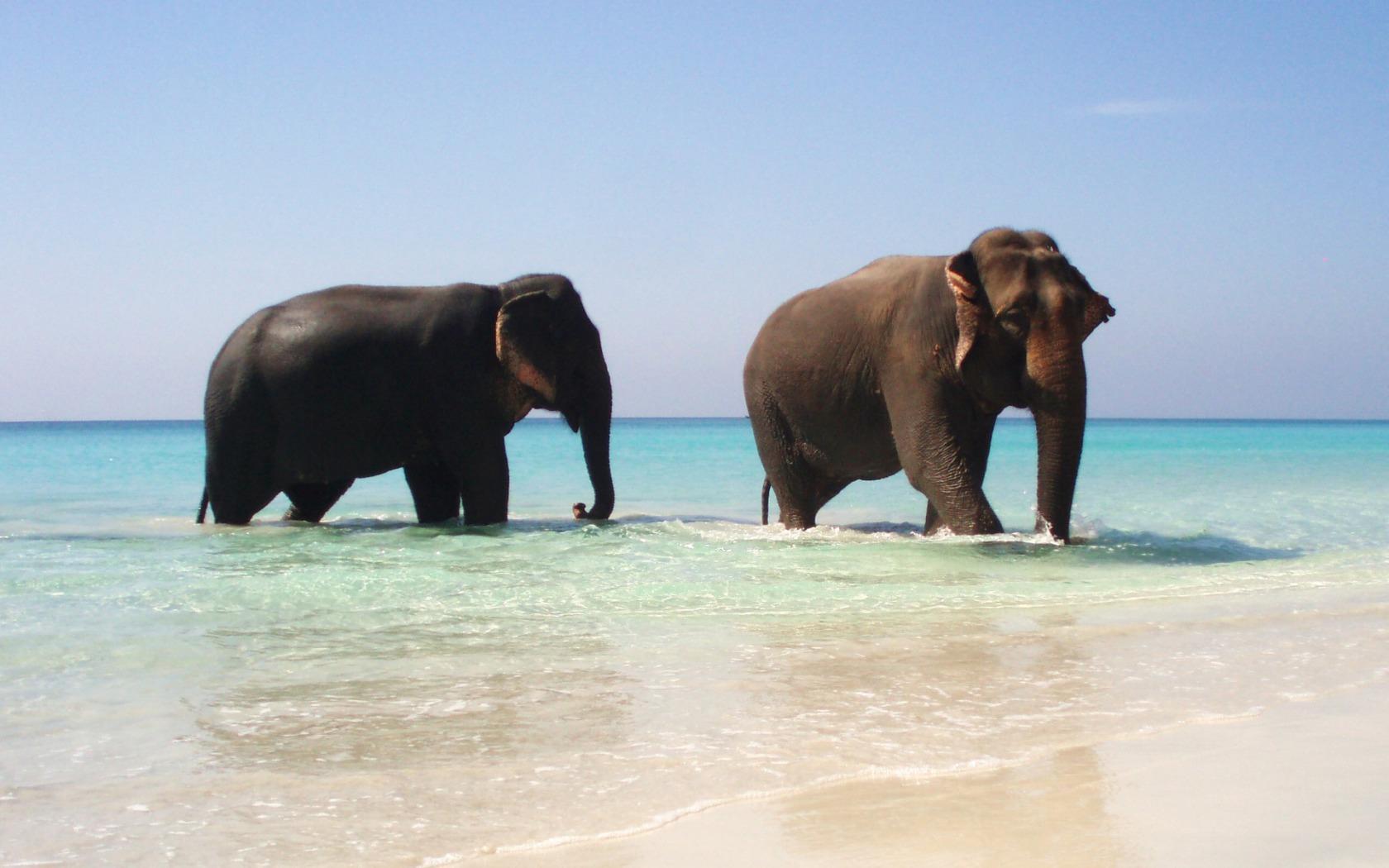 Elephant Desktop Beach Backgrounds Wallpapers