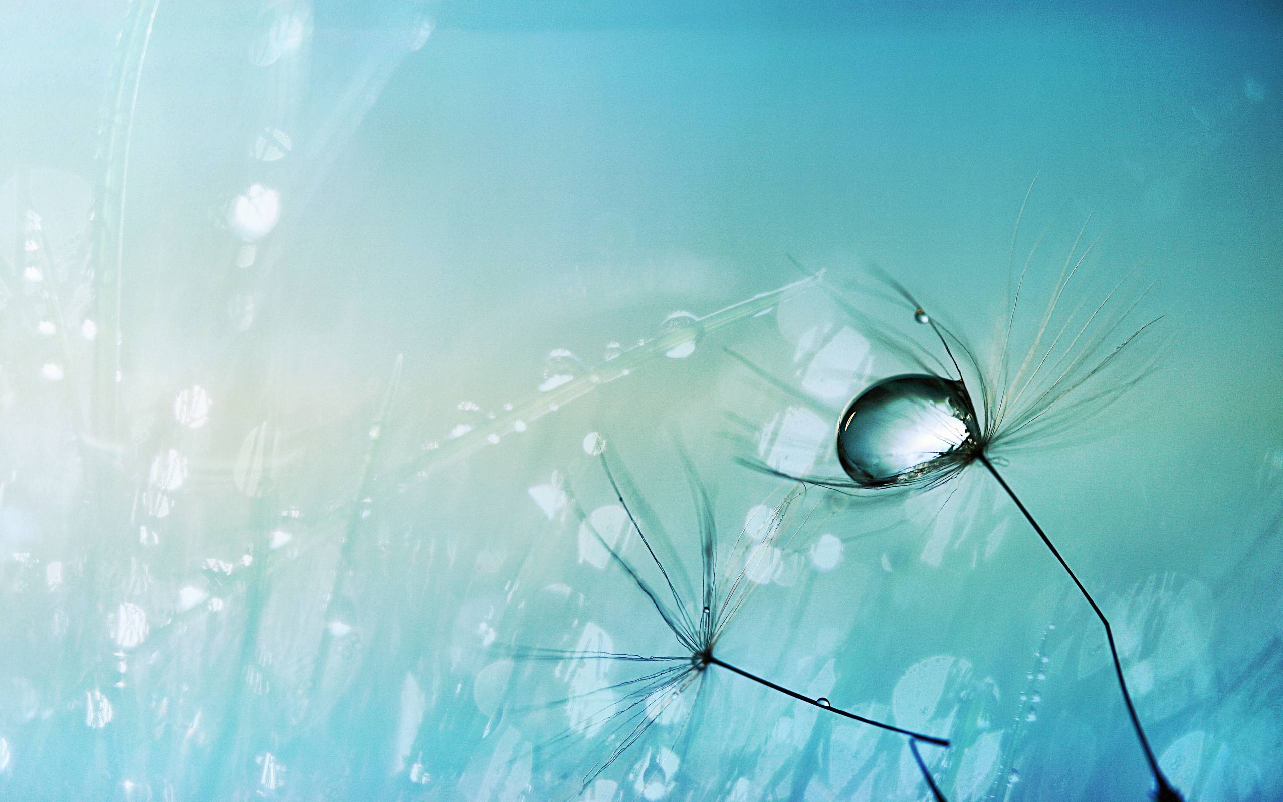 Water Drop On A Dandelion Seed Background wallpaper