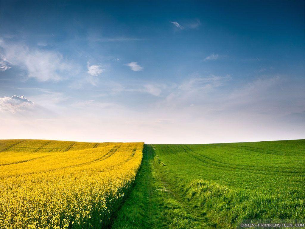 Countryside Summer Field HD Wallpaper Picture