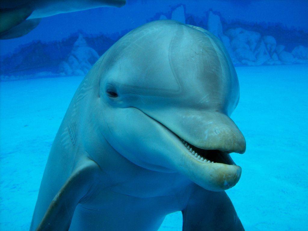 Cute Dolphin Background, wallpaper, Cute Dolphin Background HD