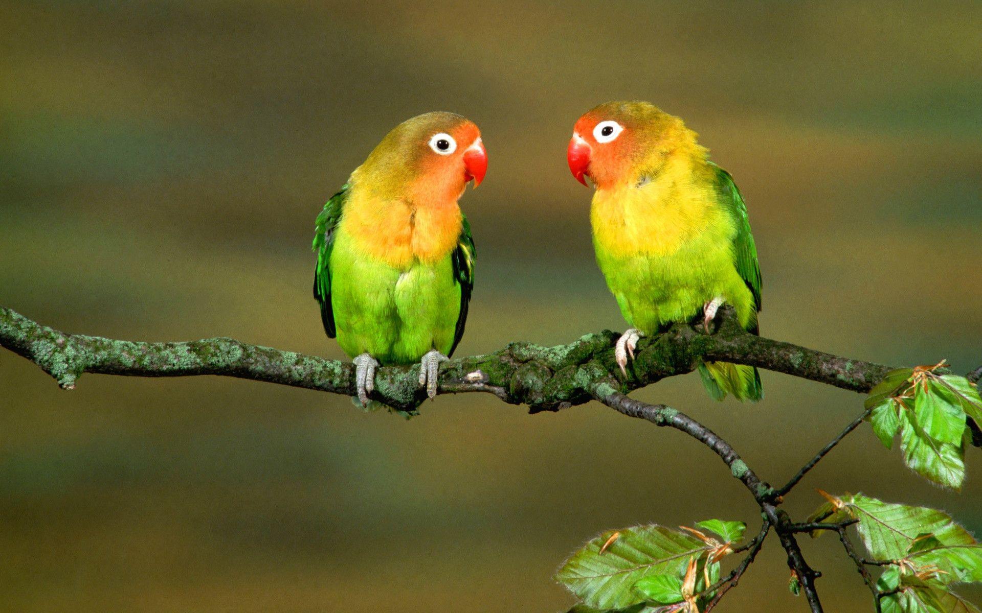 image For > Love Birds Wallpaper