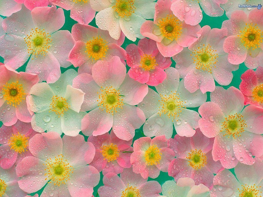 Pretty Flowers Wallpapers - Wallpaper Cave