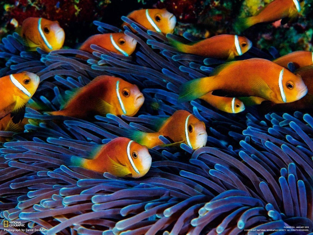 Reef fish desktop wallpaper. HD Nature Wallpaper