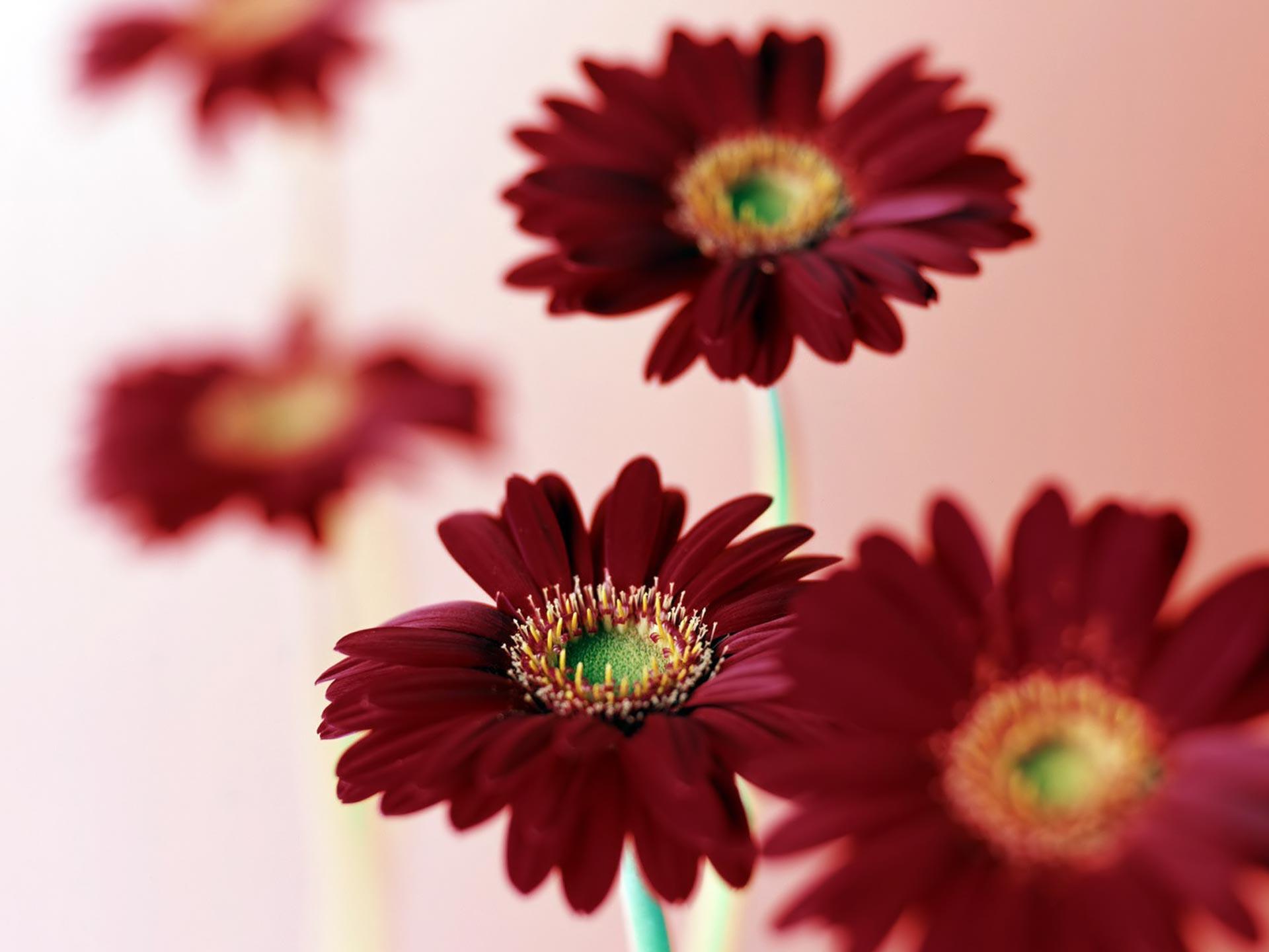 Desktop Wallpaper · Gallery · Nature · Pink daisy flowers. Free