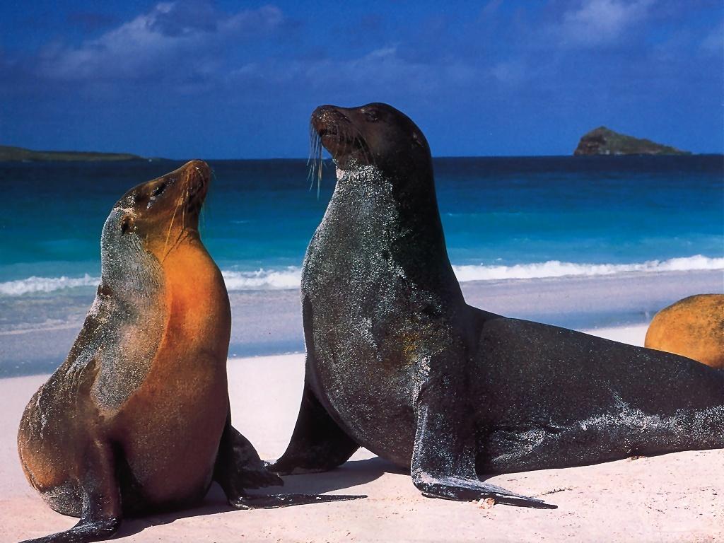 Galapagos sea lions Zalophus wollebaeki free desktop background