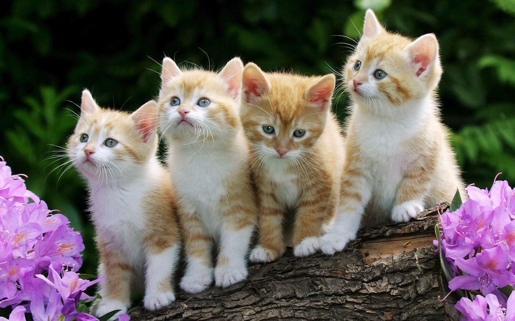 Wallpapers For > Wallpapers Of Kittens And Puppies
