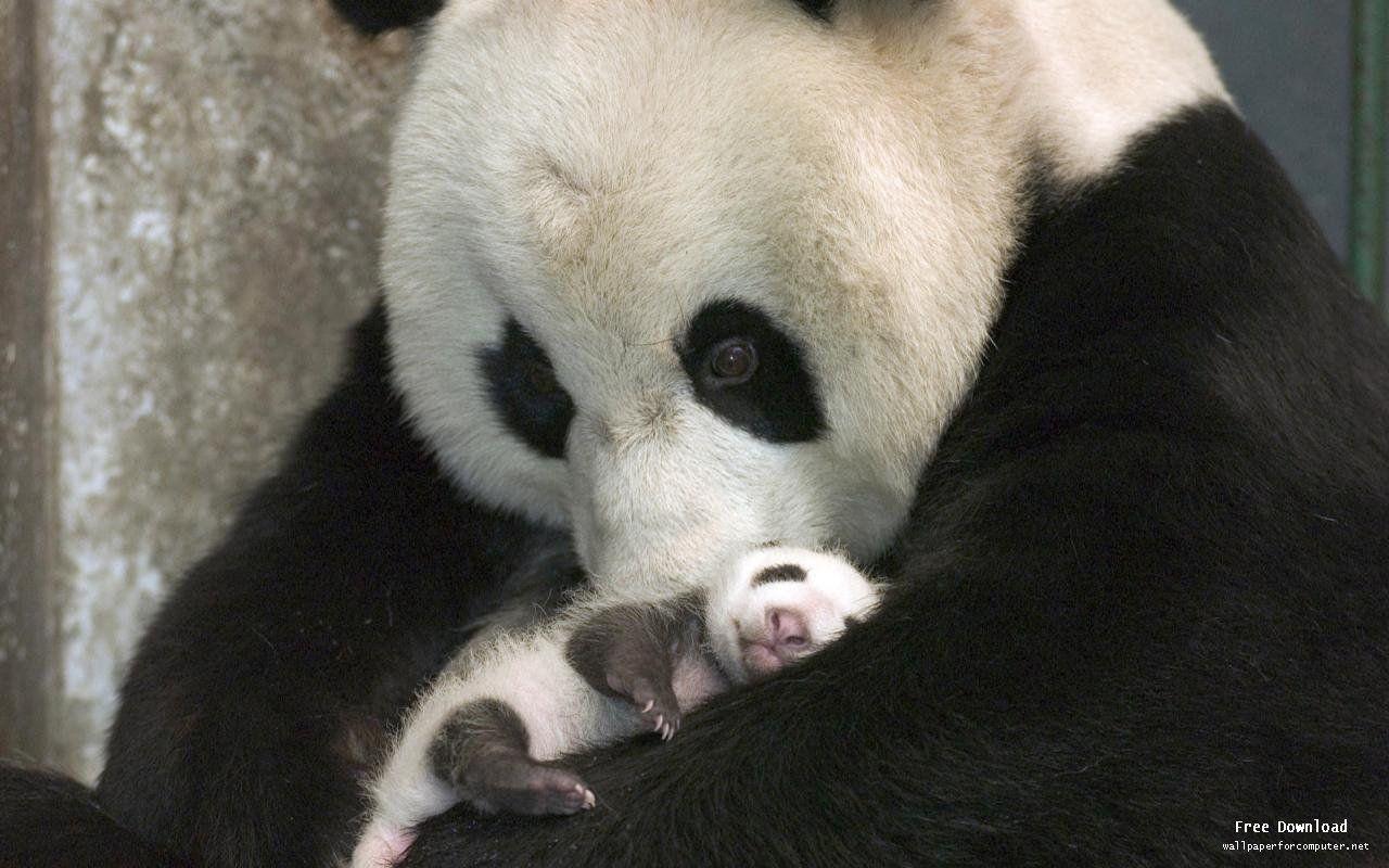 Baby Panda Wallpaper