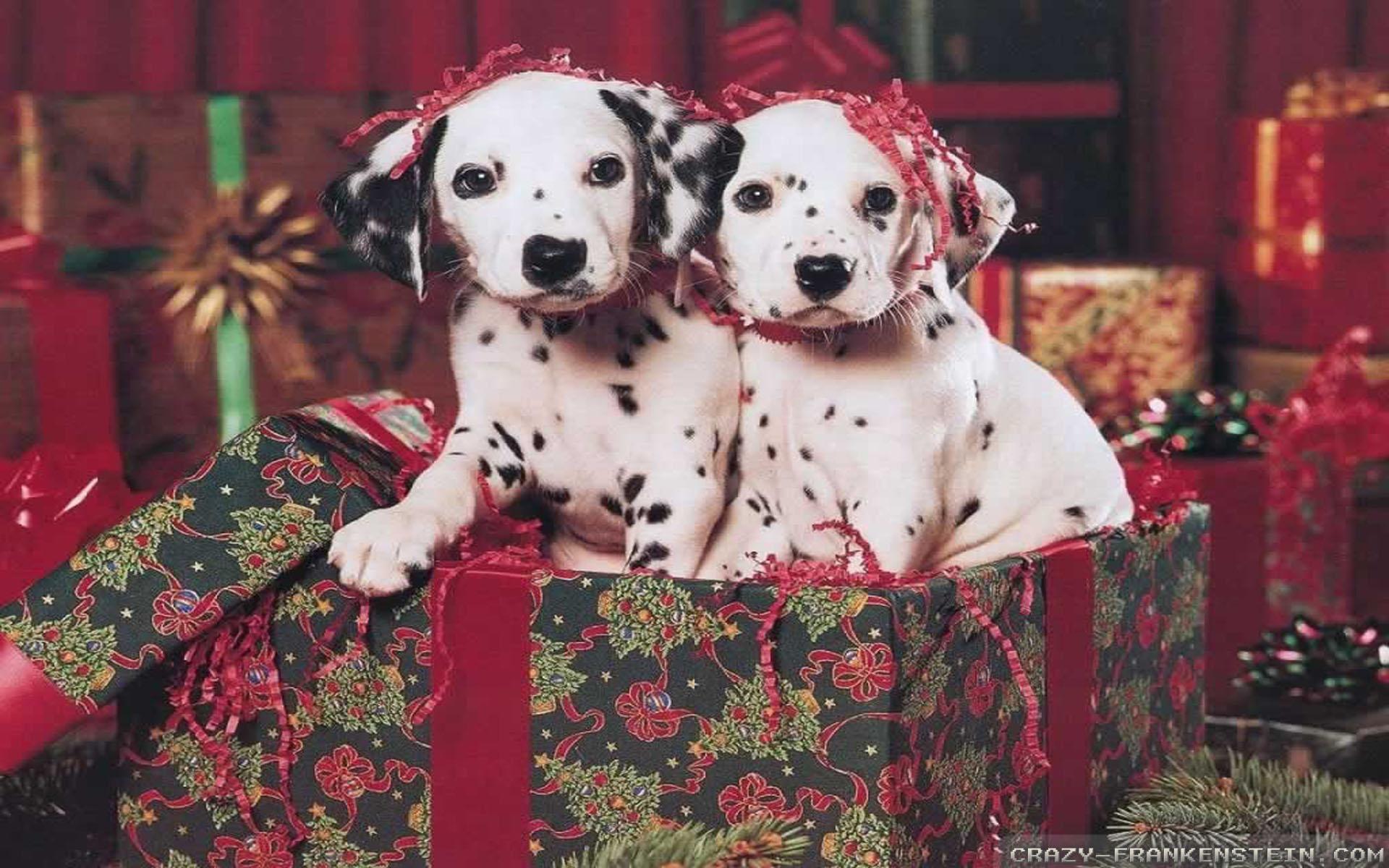 Christmas Puppy Wallpaper