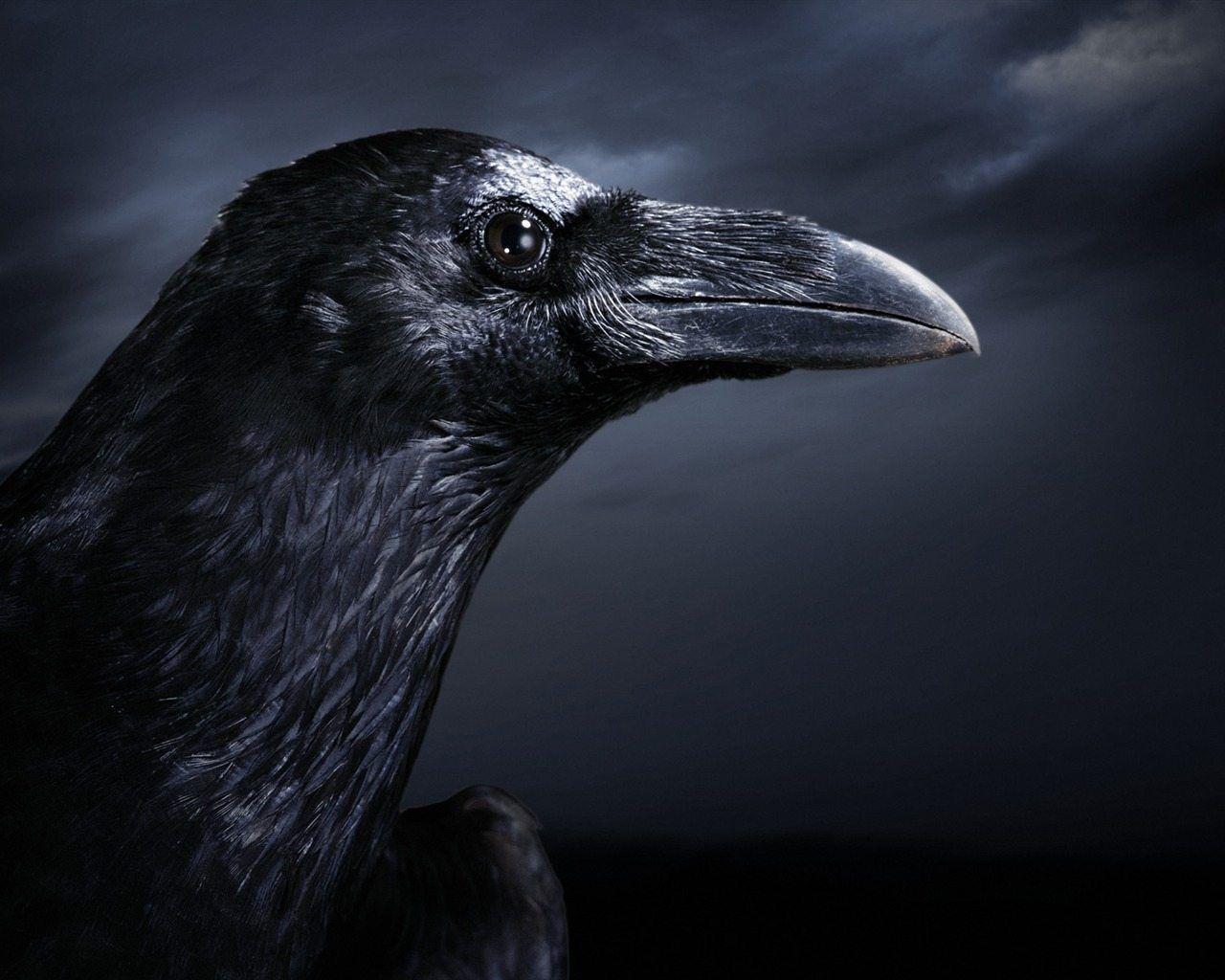 Black Crow Wallpaper. Animal HD Wallpaper