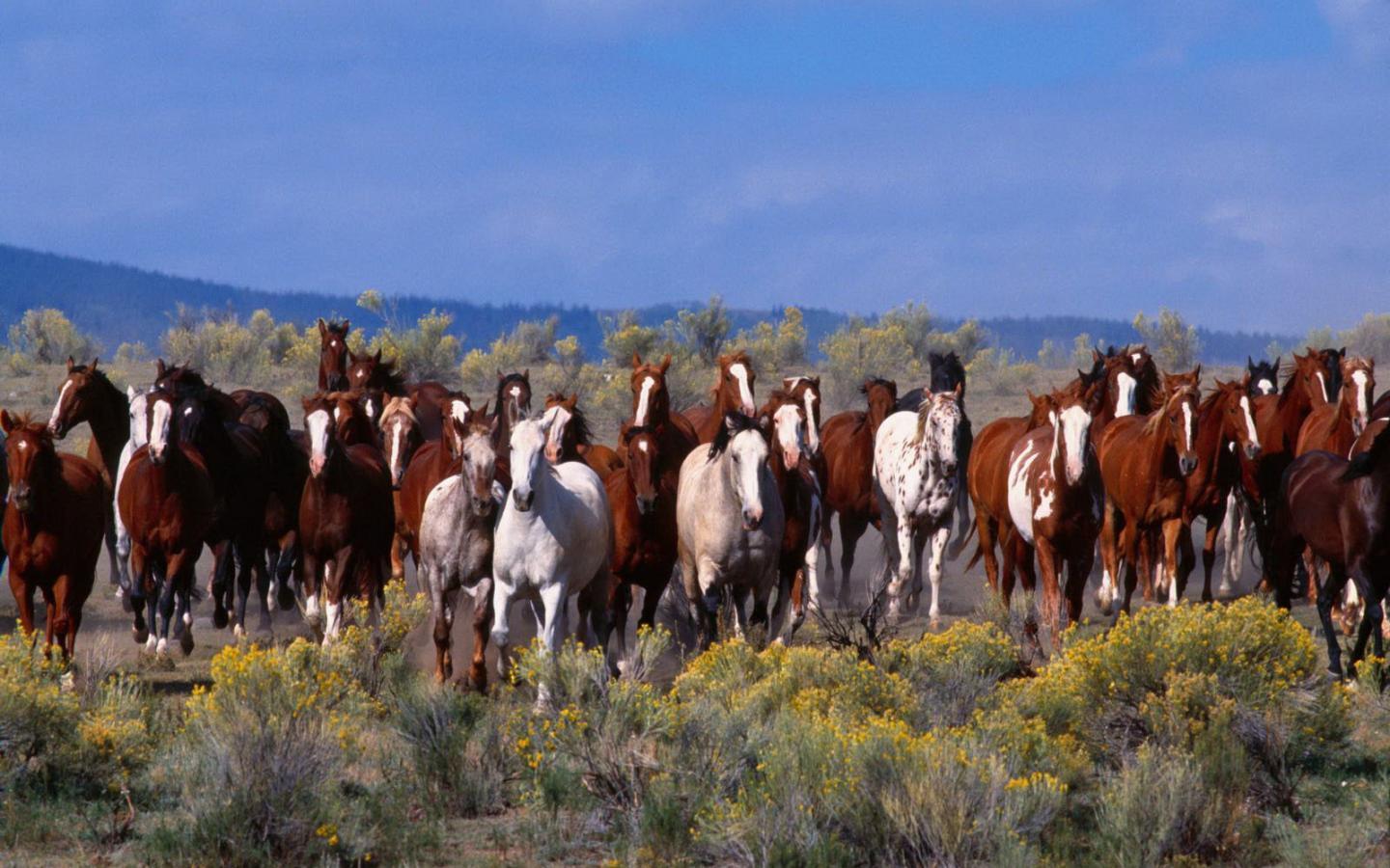 Wild Horses Desktop Background Wallpaper