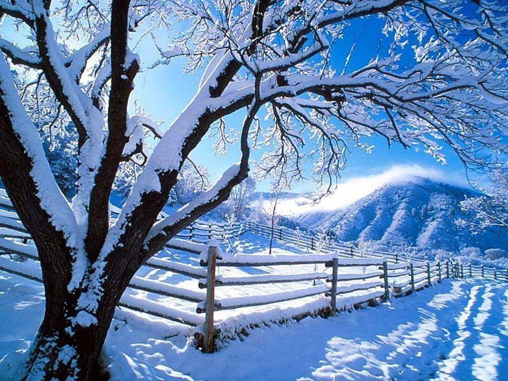 winter wallpaper snow tree