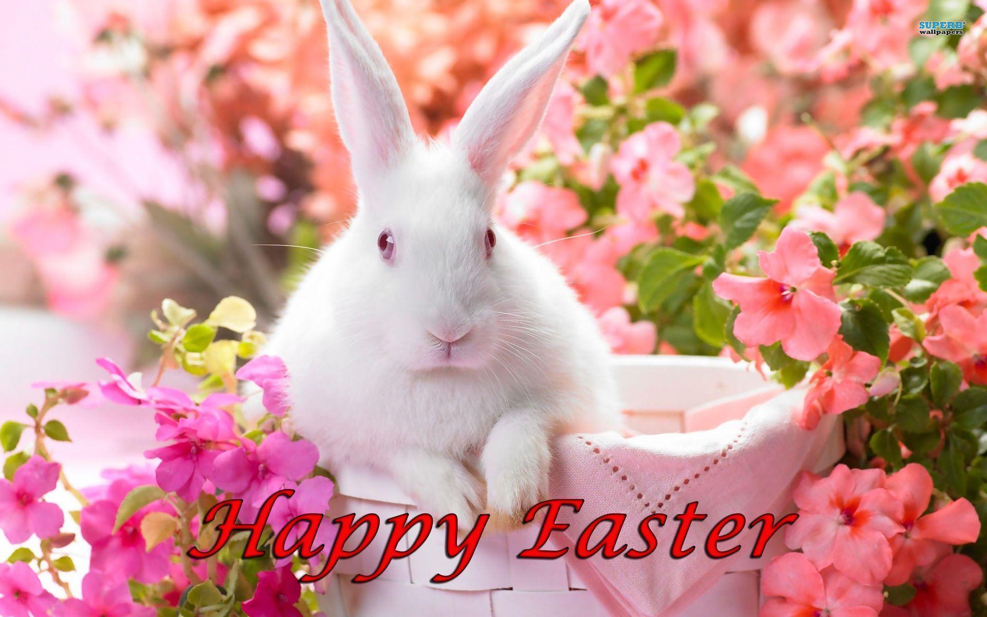 Easter Bunny Desktop Background