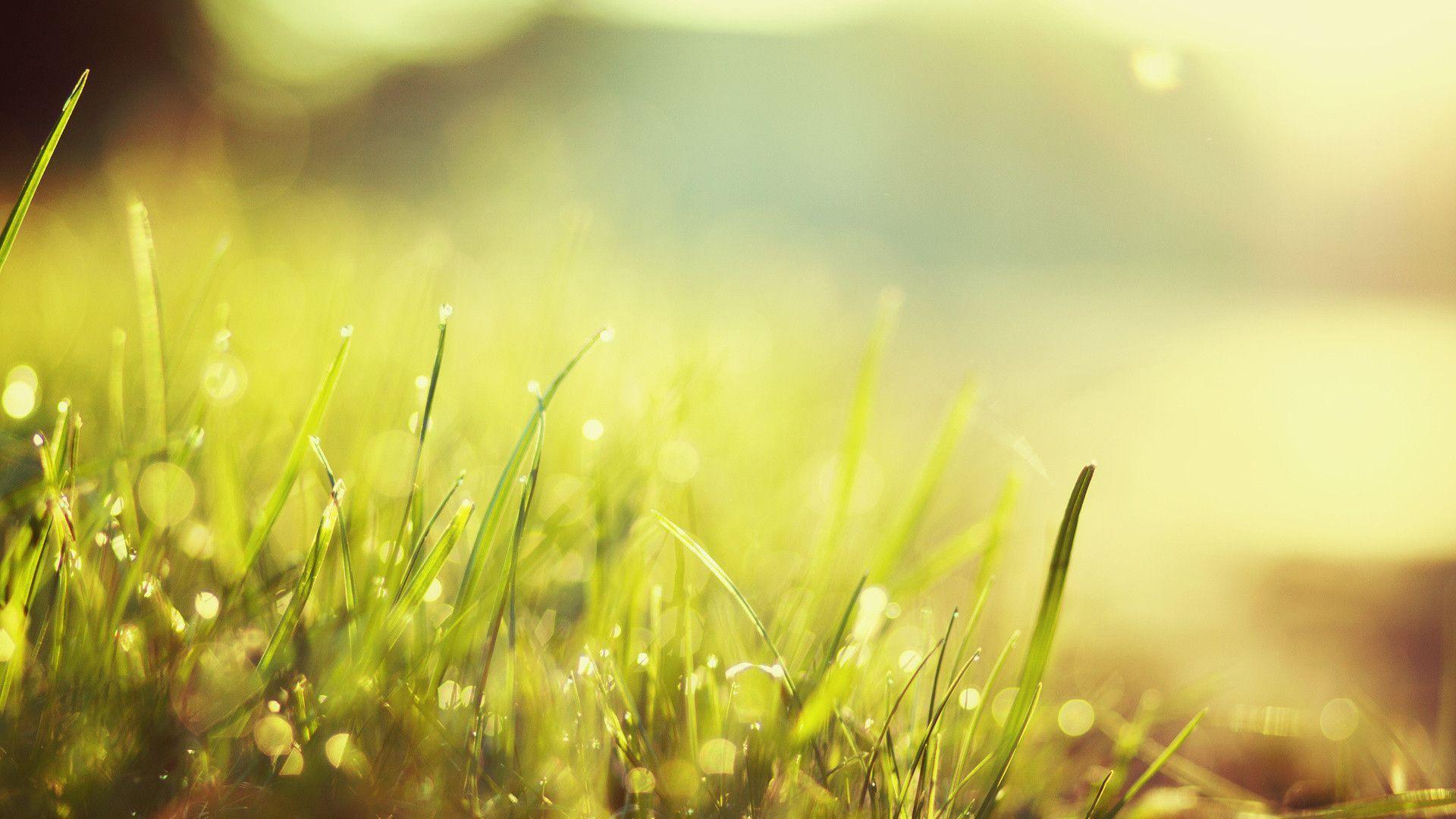 Grass is Green HD Wallpaper. Theme Bin, HD