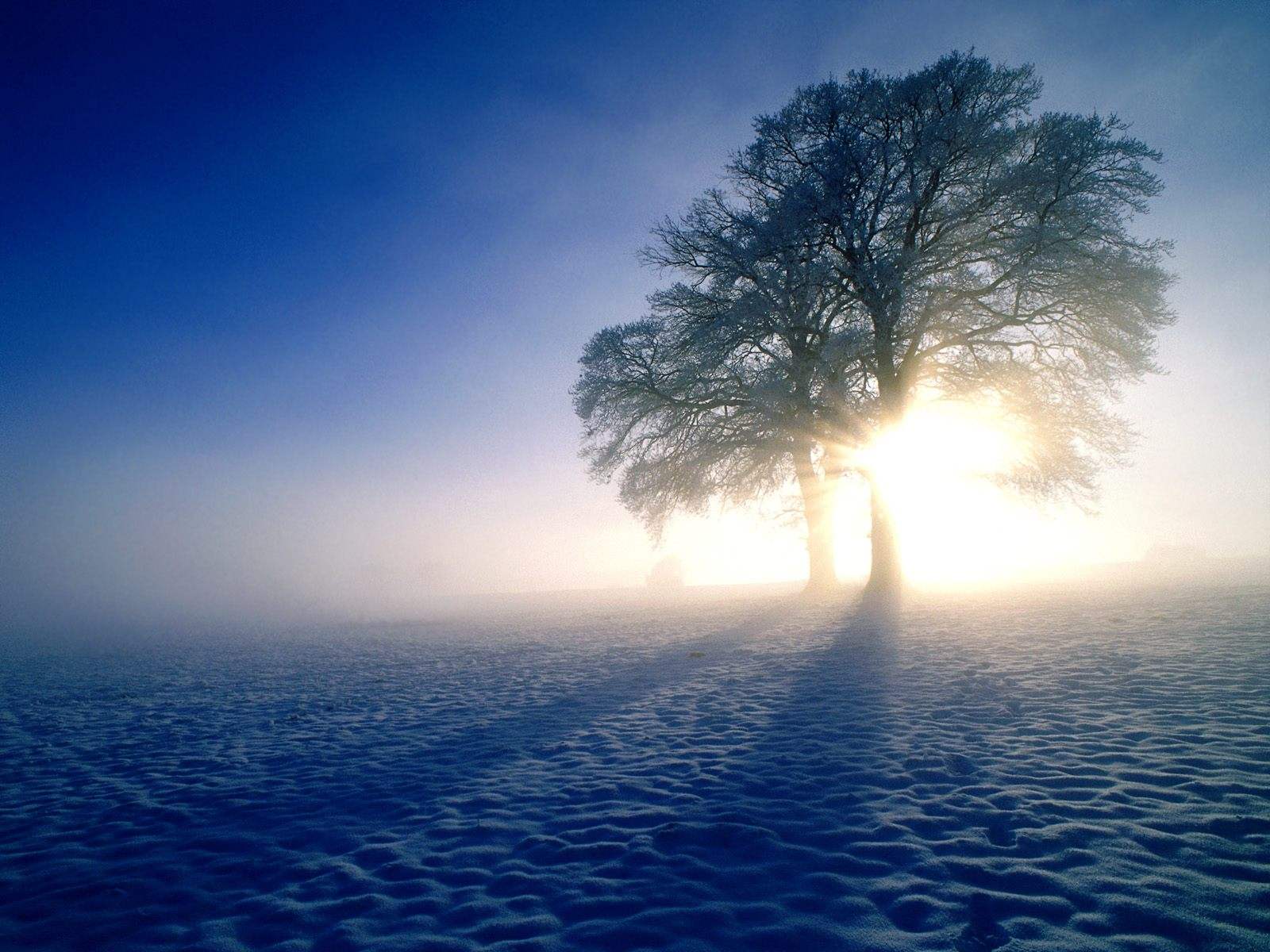 Winter Fog HD Wallpaper Wallpaper Inn