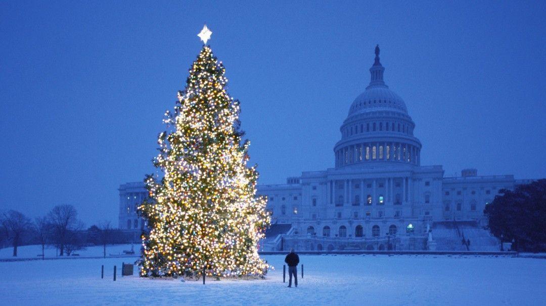 Image of Christmas Tree Lights Inspiration