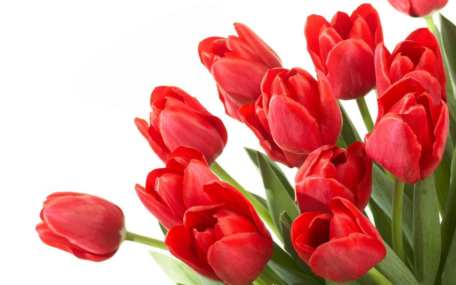 Wallpaper For > Red And White Tulips Wallpaper