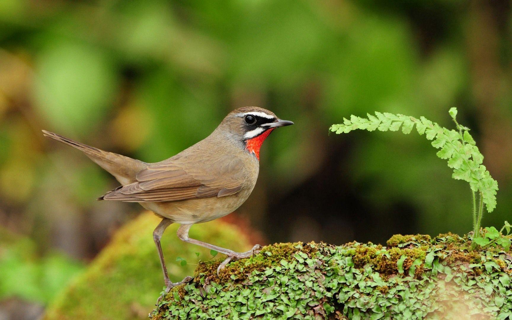 Cute Bird HD Wallpaper. Free Download Wallpaper from wallpaperank.com