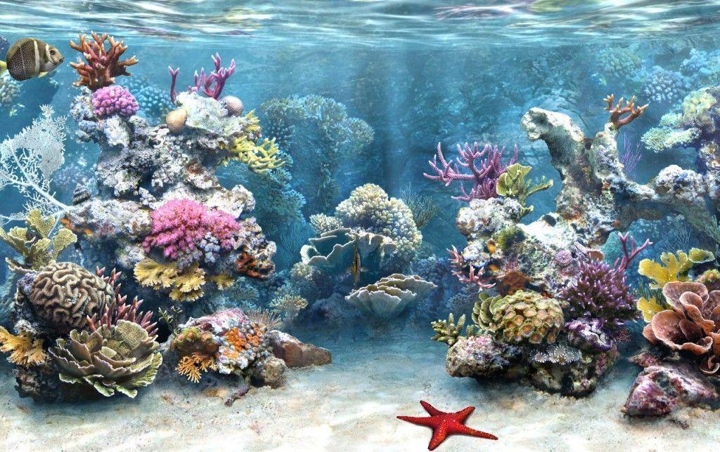 Gallery For > Coral Reef Background