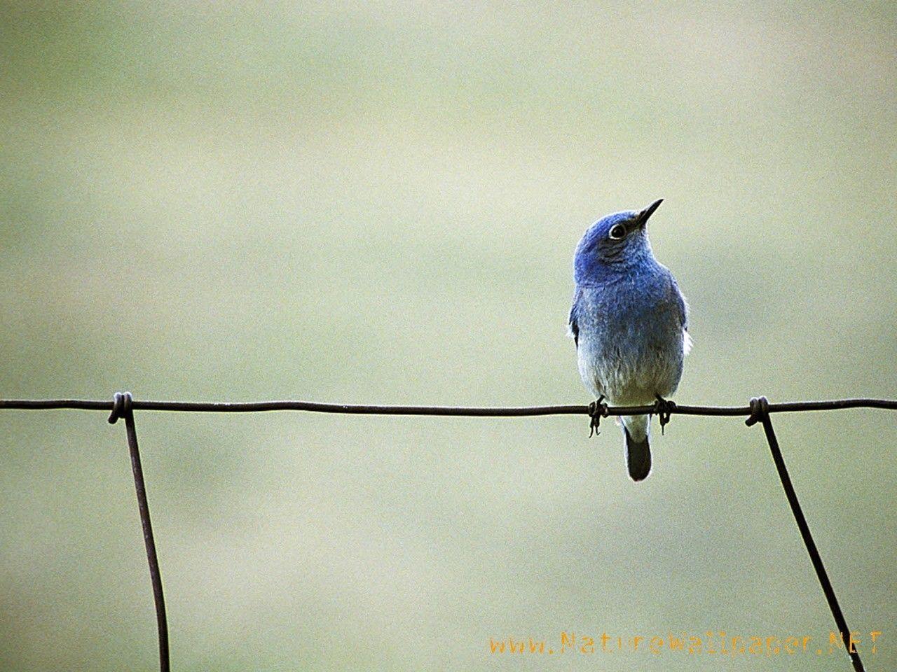 little blue bird wallpaper