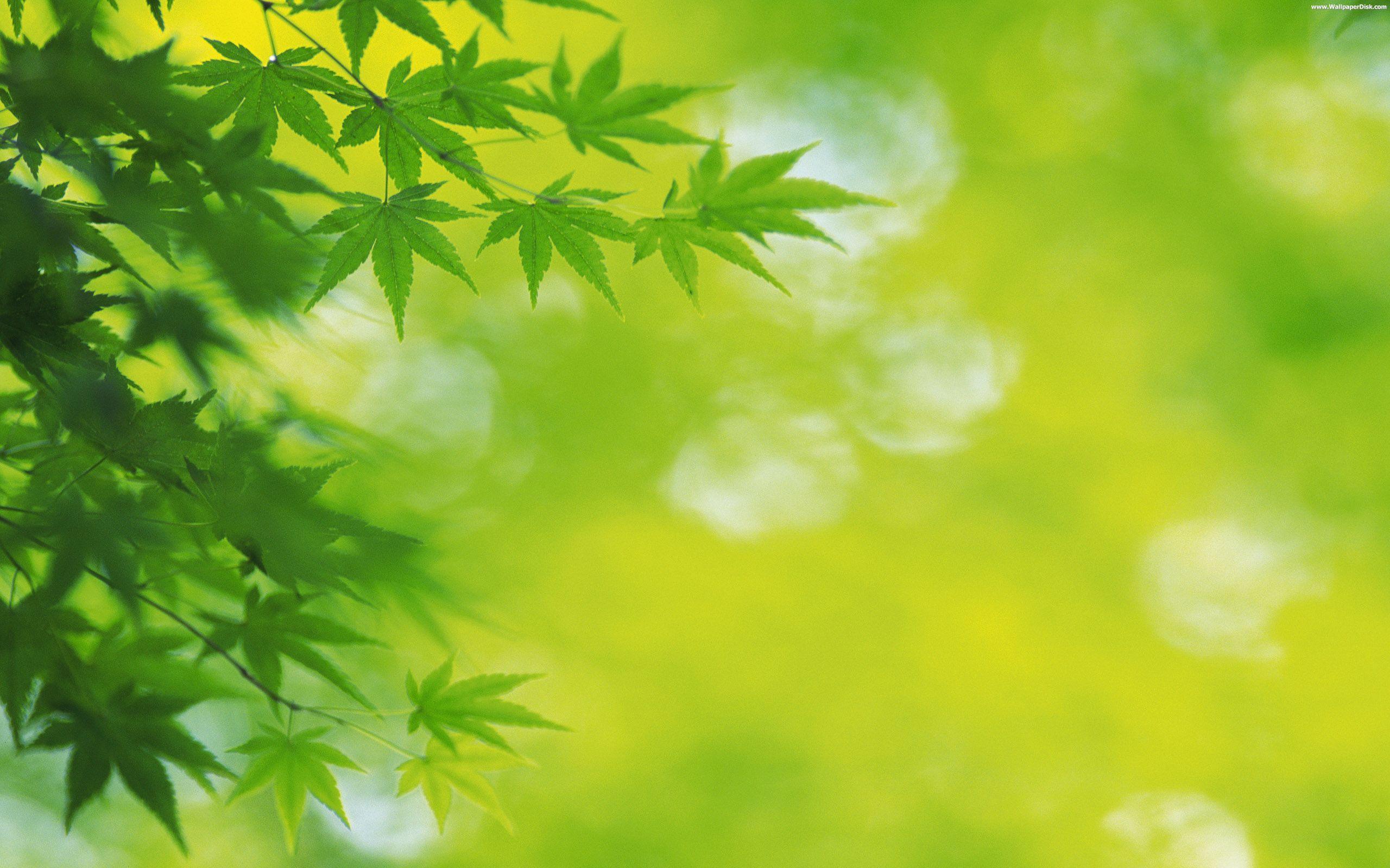 Green Desktop Wallpaper and Background