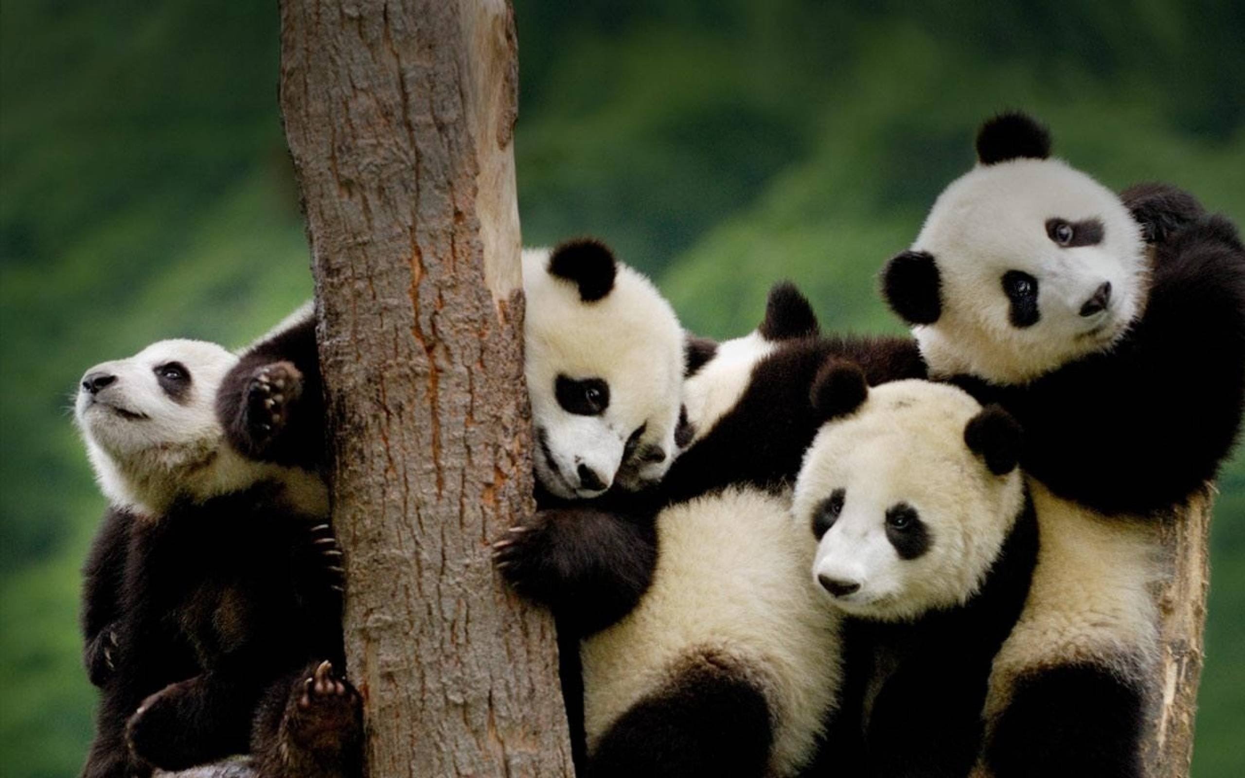 Funny Baby Panda Animal Picture Wallpaper