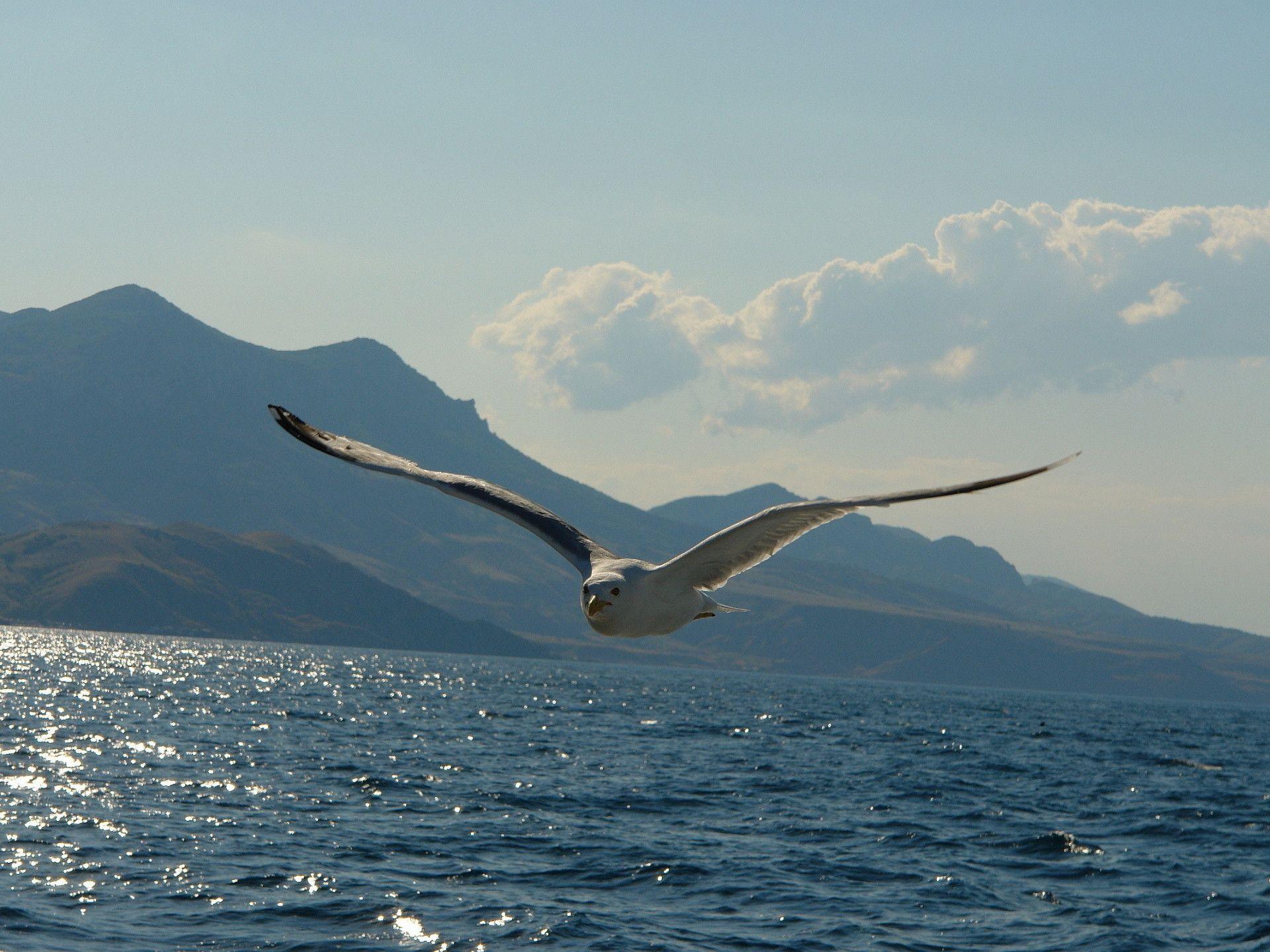 Flying Seagull Wallpaper