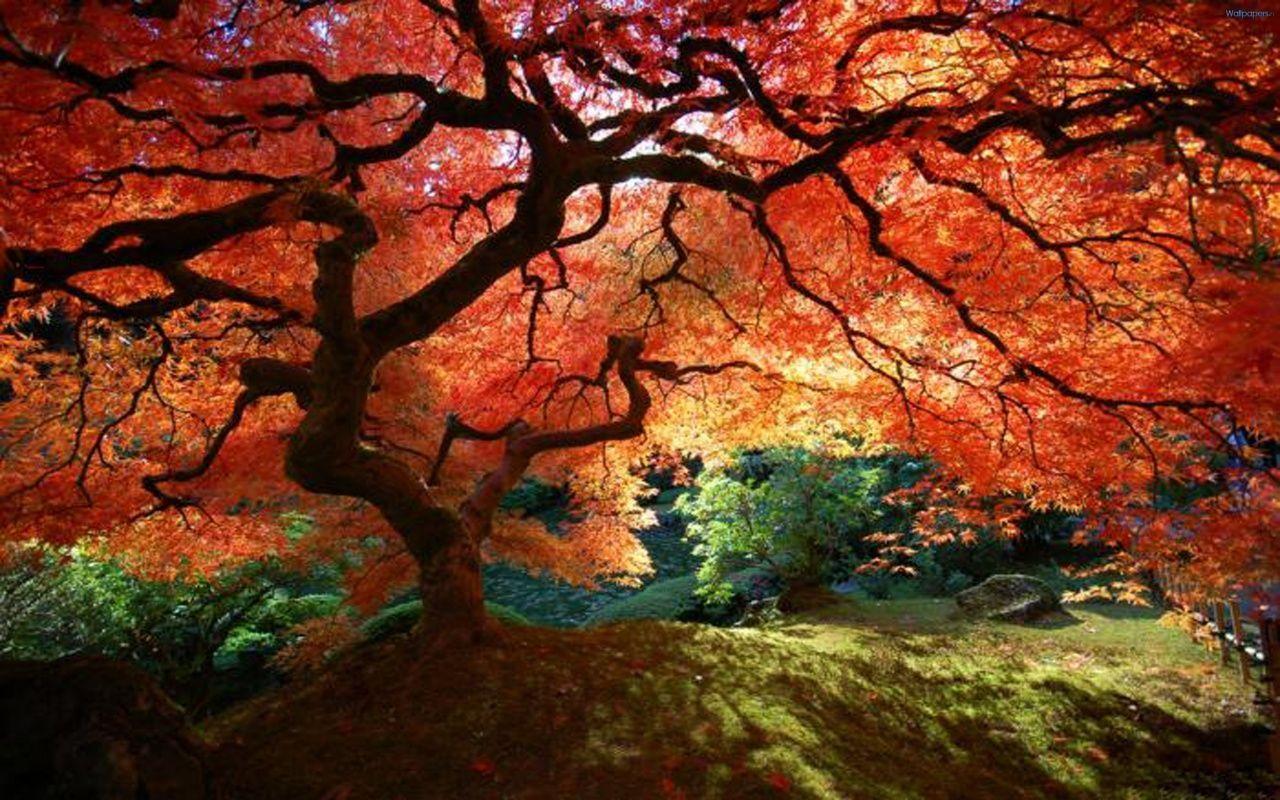 nature tree shadow