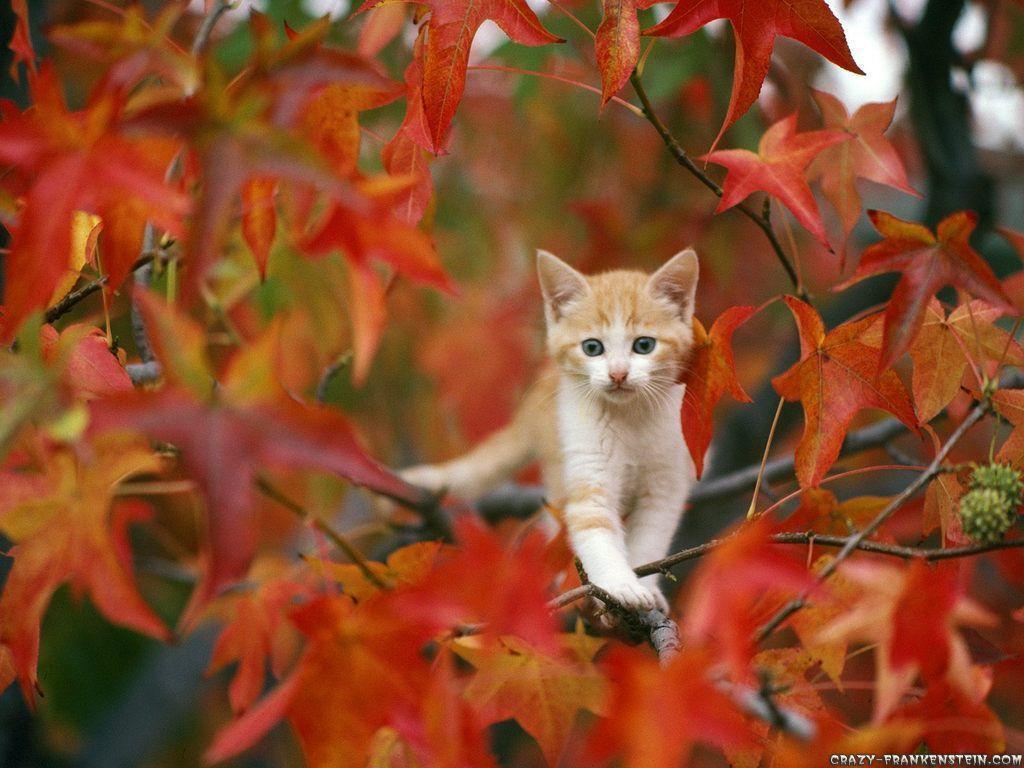 cat in autumn wallpaper / Wallpaper Autumn 8016 high quality