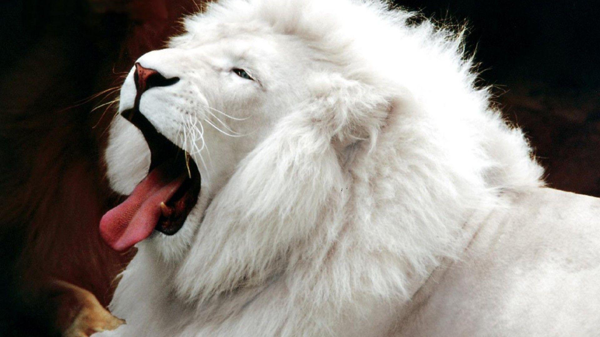 Animal: Open Mouth White Lion Wallpaper HD, macintosh HD