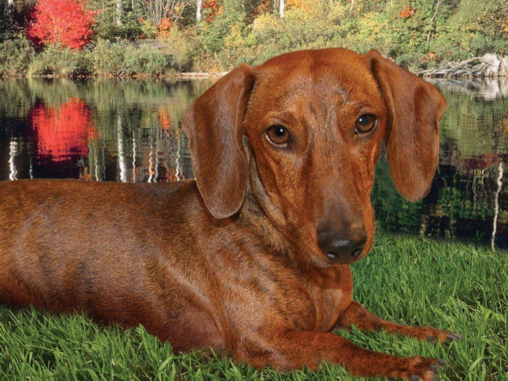 Dachshund relaxing by the river wallpaper wallpaper