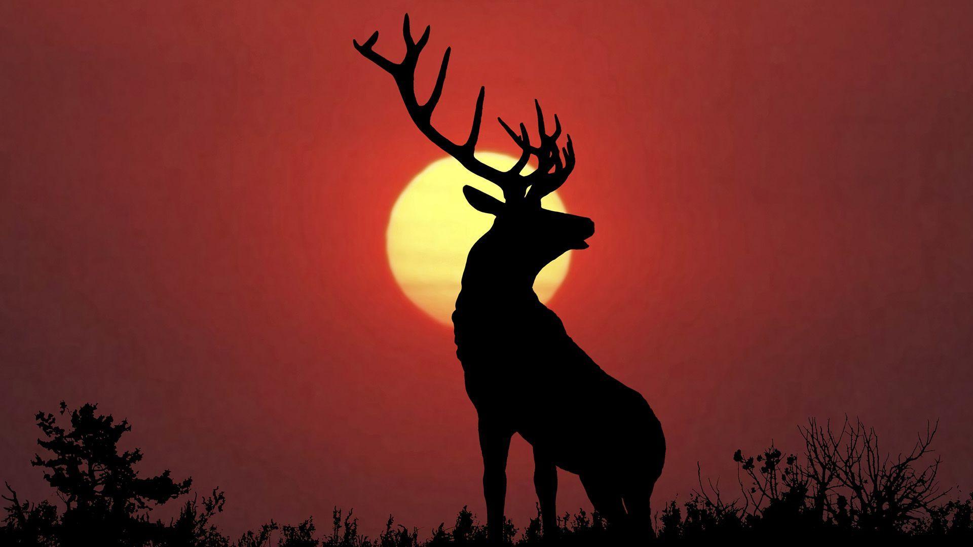Animals For > Bull Elk Wallpapers
