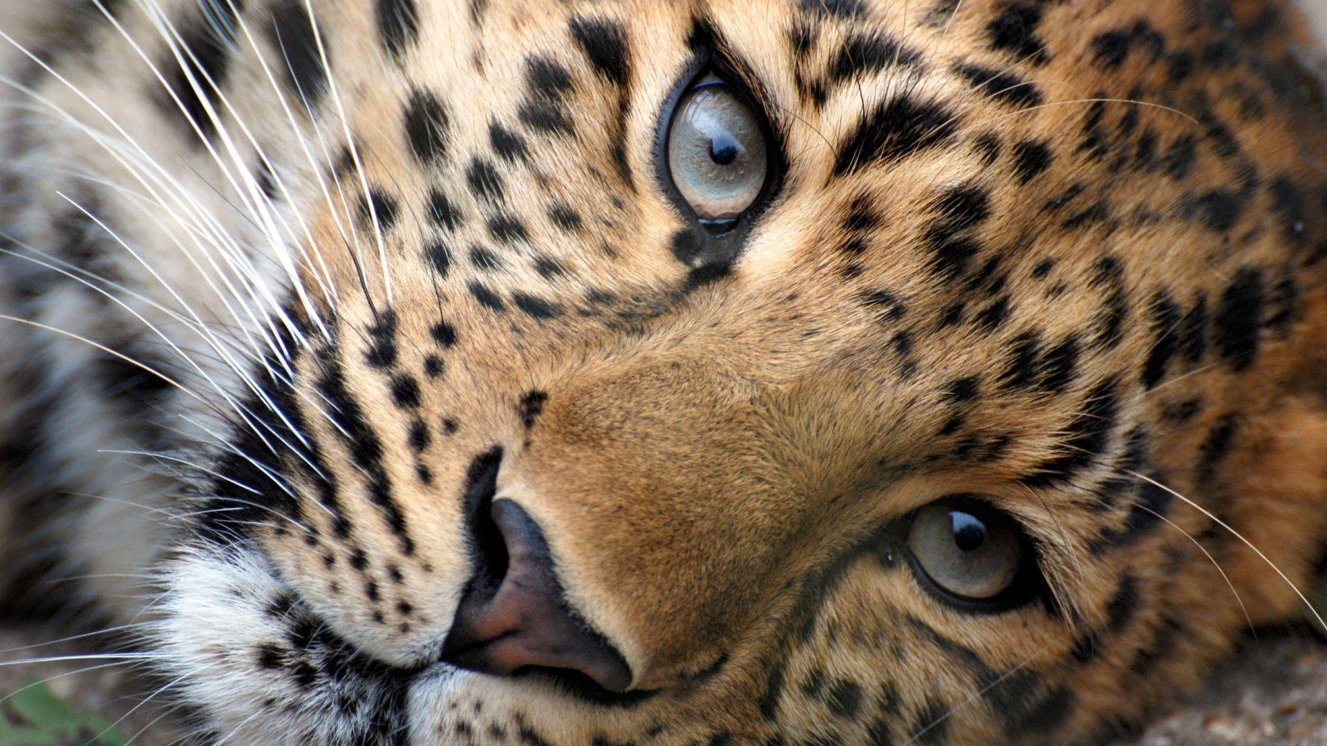 Leopard Big Cats Wallpaper