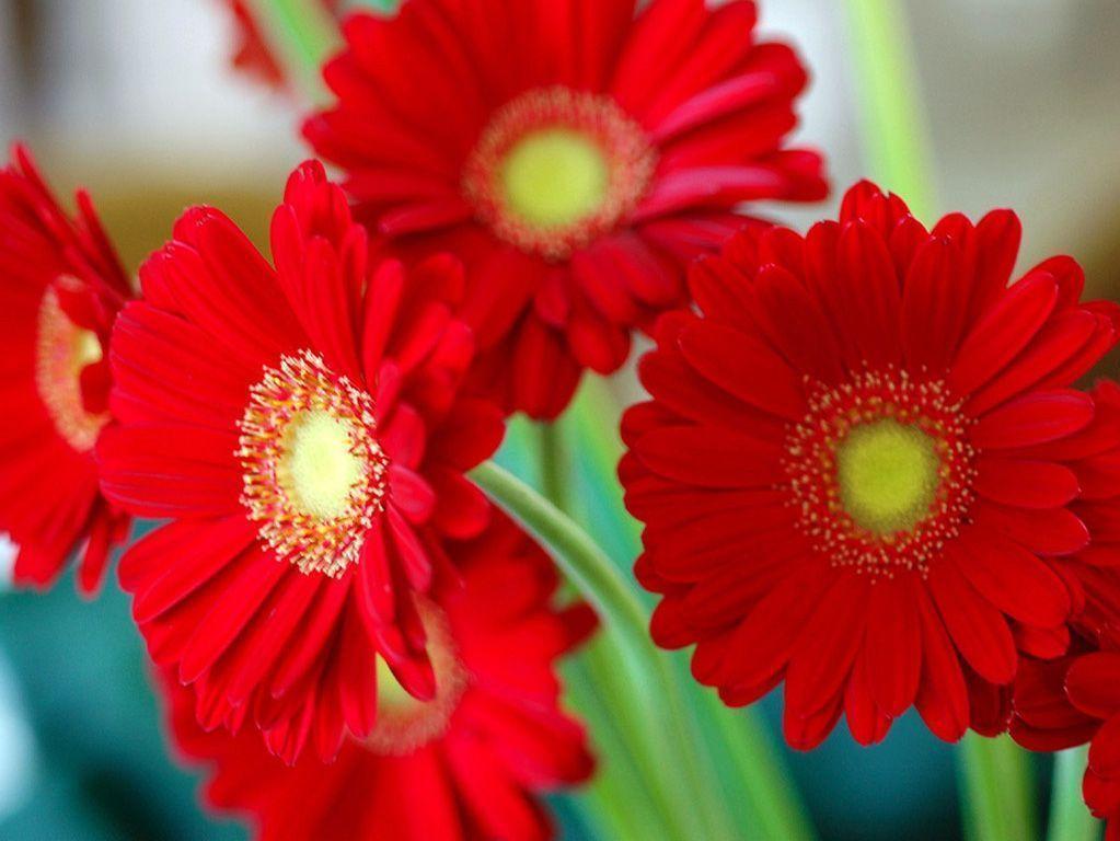 Red Flower Wallpaper Desktops 44501 HD Picture. Top Background Free