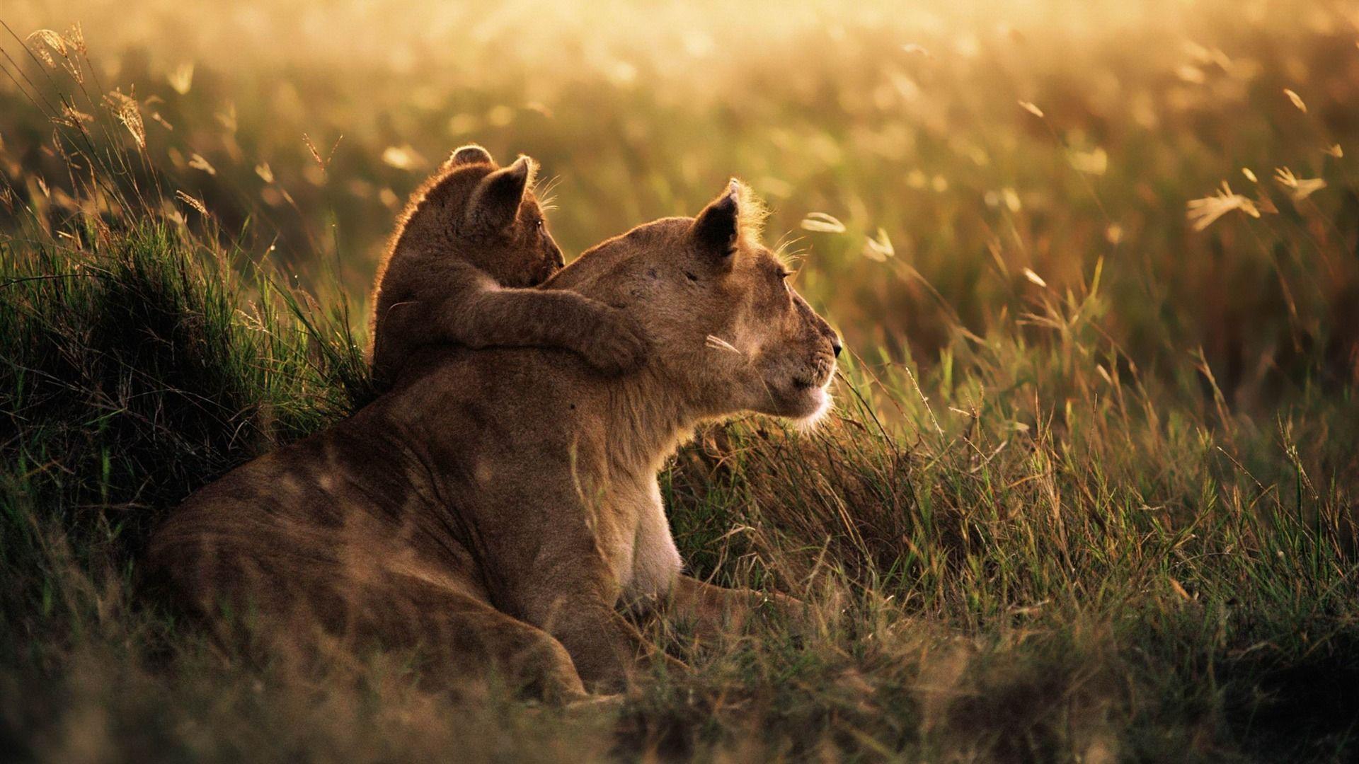 Lion Of The Serengeti National Park MAC OS X Mountain Lion HD