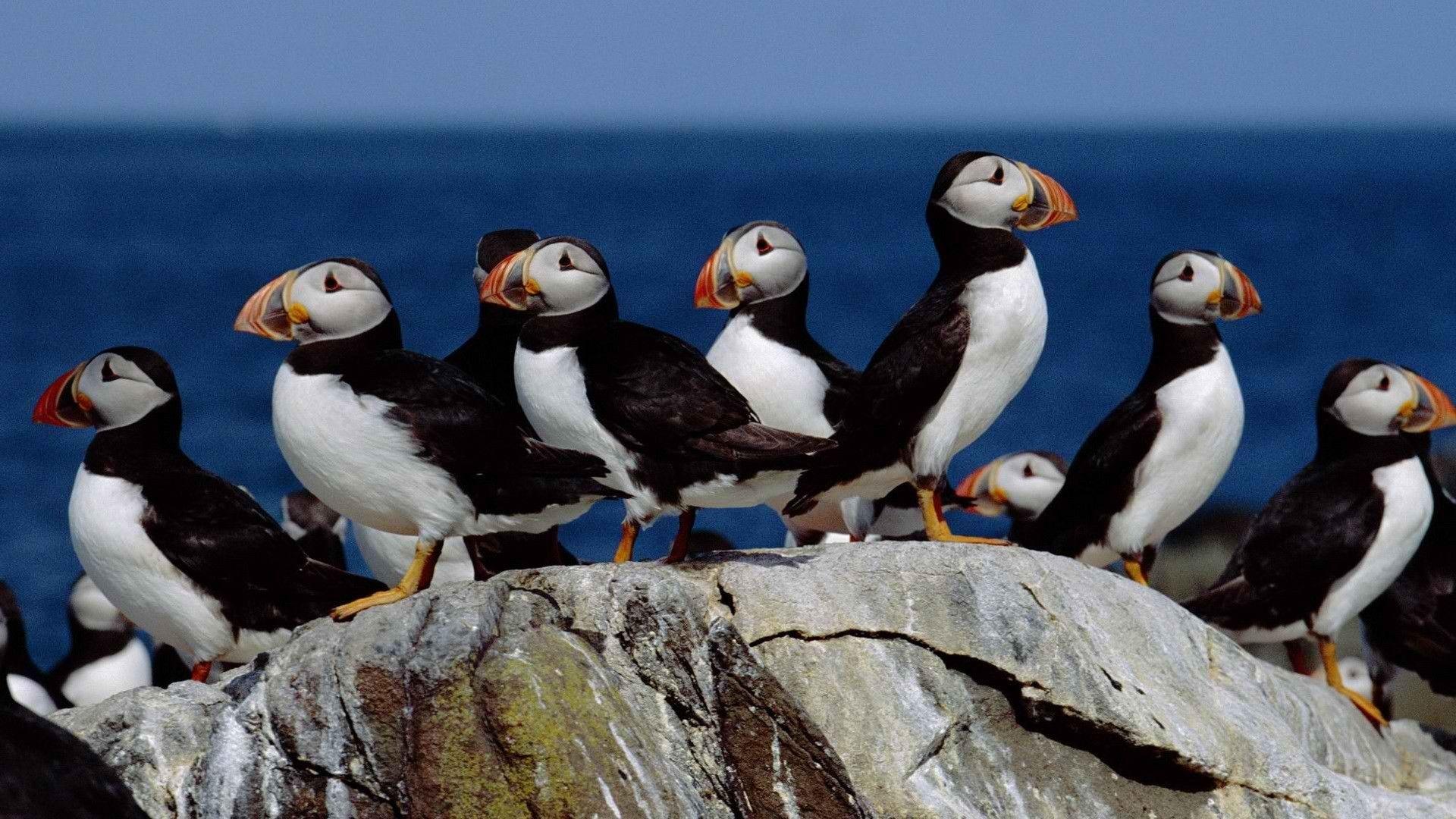 Puffin Wallpapers - Wallpaper Cave