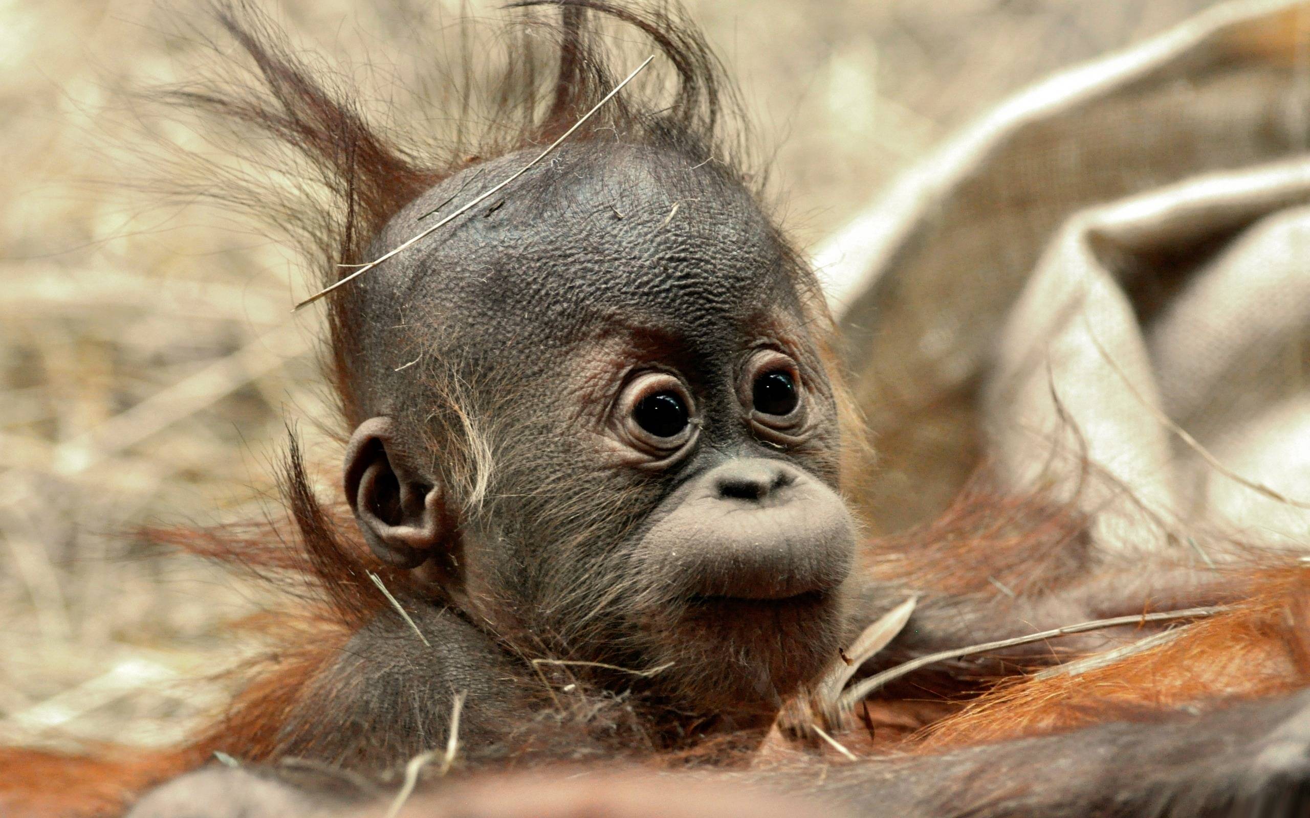 Funny Hair Baby Ape Wallpaper
