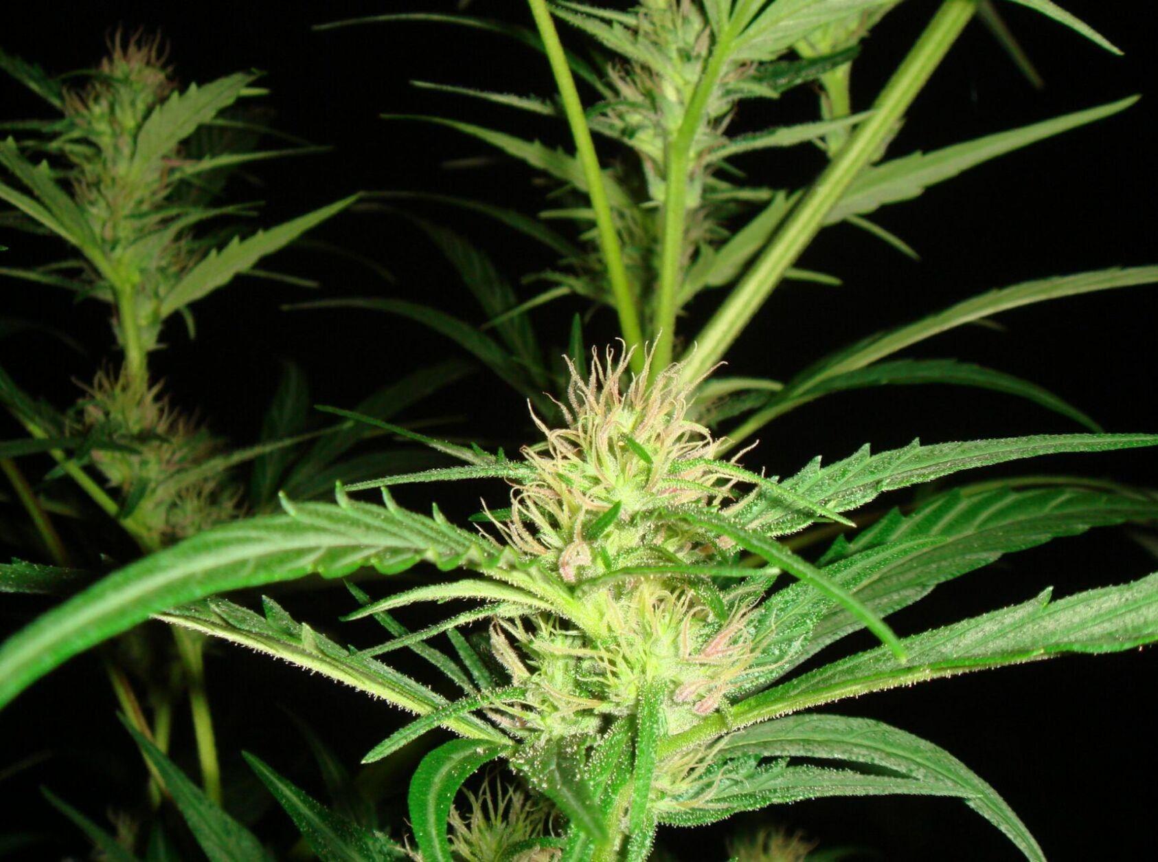 Super skunk photo « Cannabis Photo Gallery > Cannabis Flowers