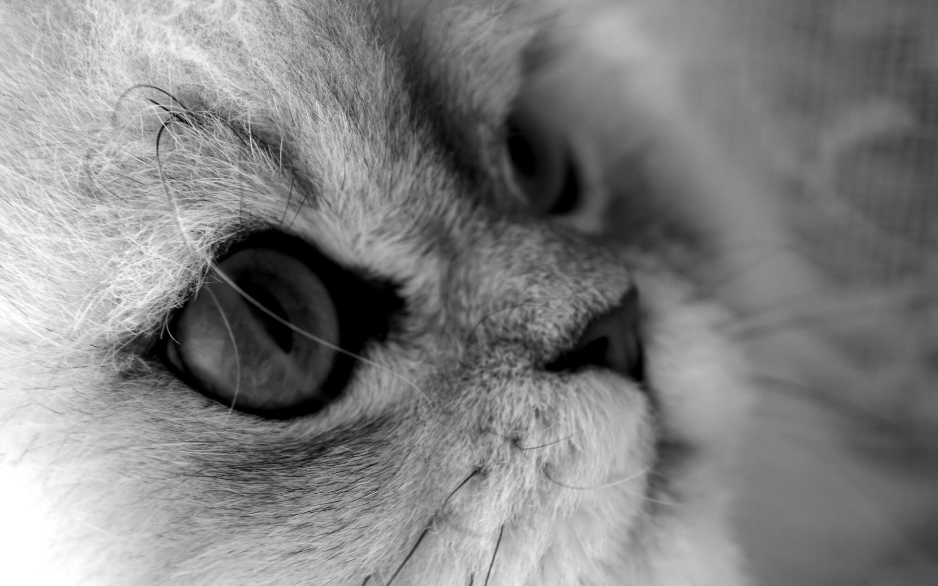 Desktop Wallpaper · Gallery · Animals · Furry cute snout. Free