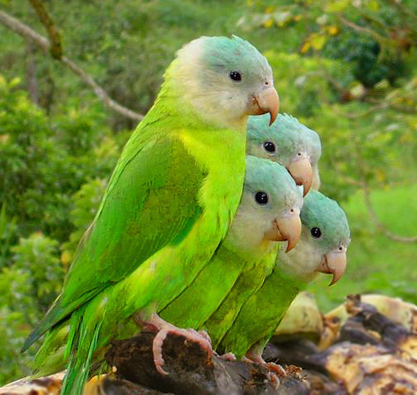 Parrots Wallpaper