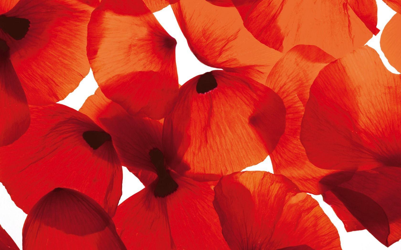 Red Poppy Petals widescreen wallpaper. Wide